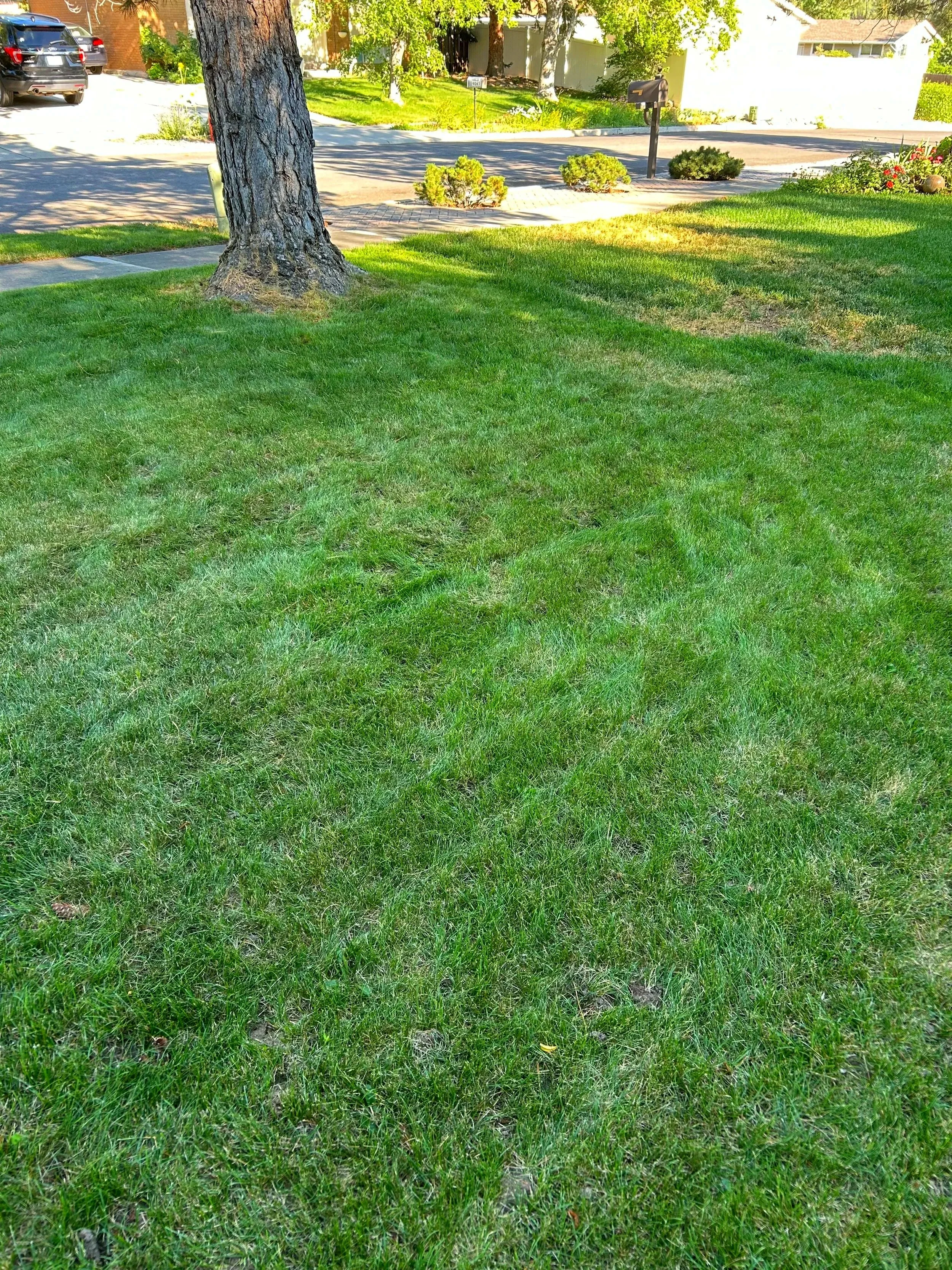 Lawn care