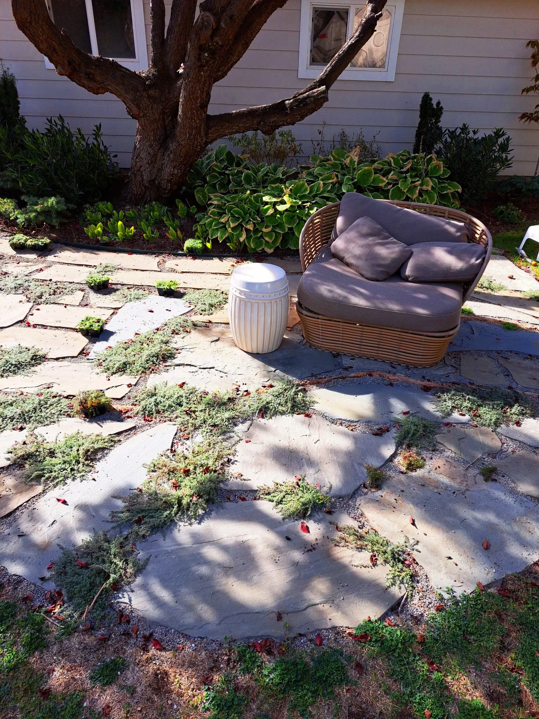 A backyard with a stone pathway, green plants, and potted flowers.