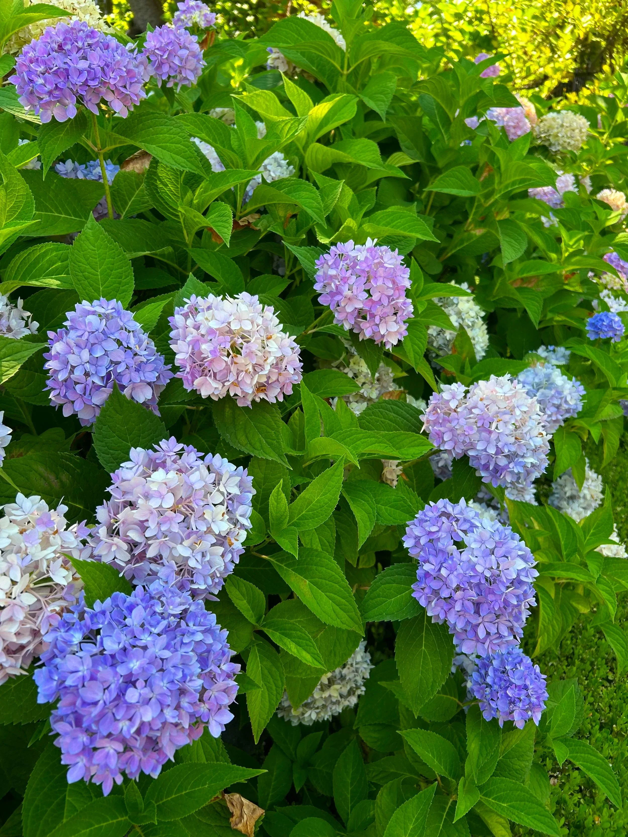 Plant care and lawn maintenance service in Salt Lake City, Utah, by L and B Landscaping.