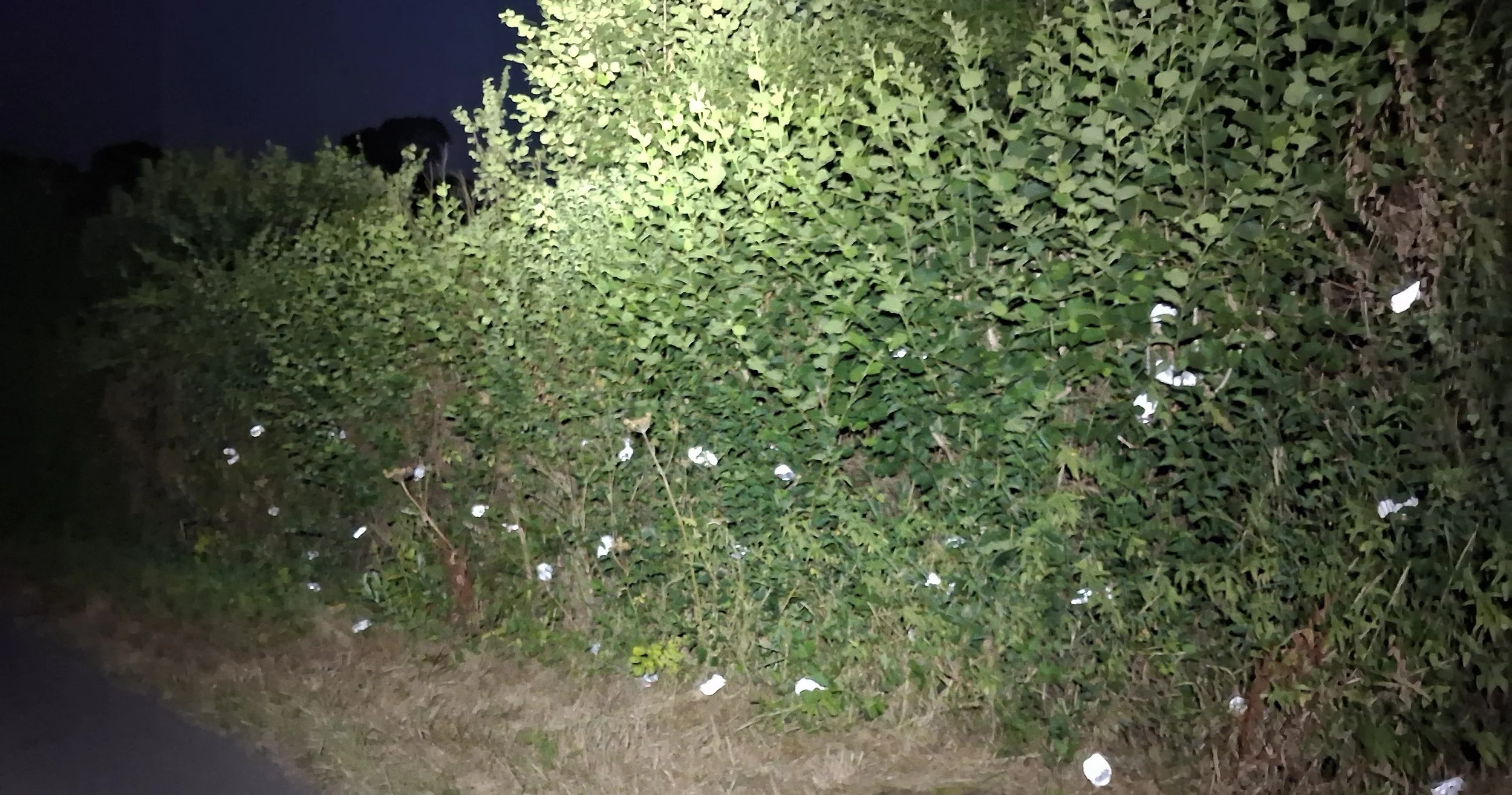 the Hedge is not a Bin