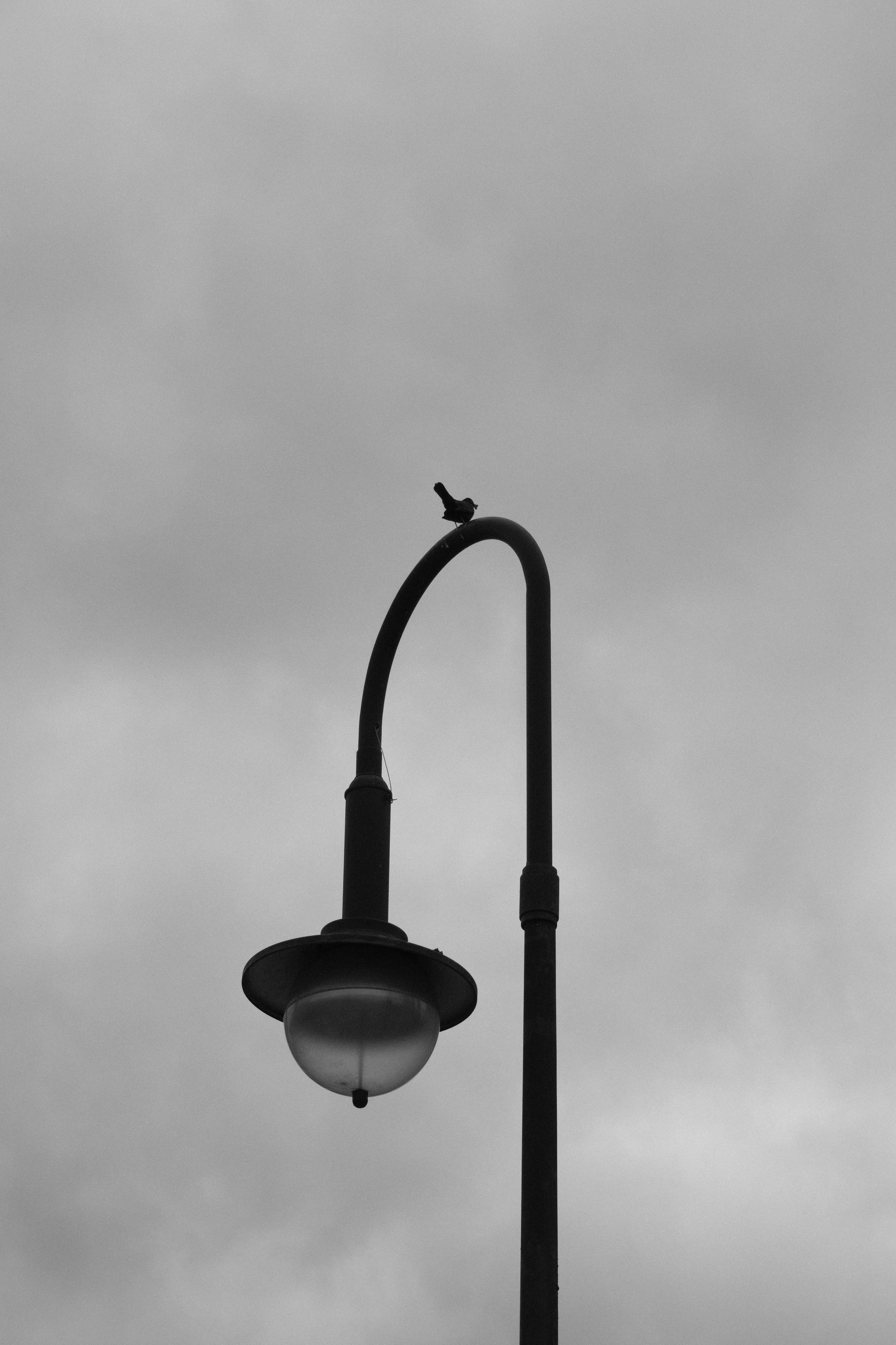 bird silhouette.jpg