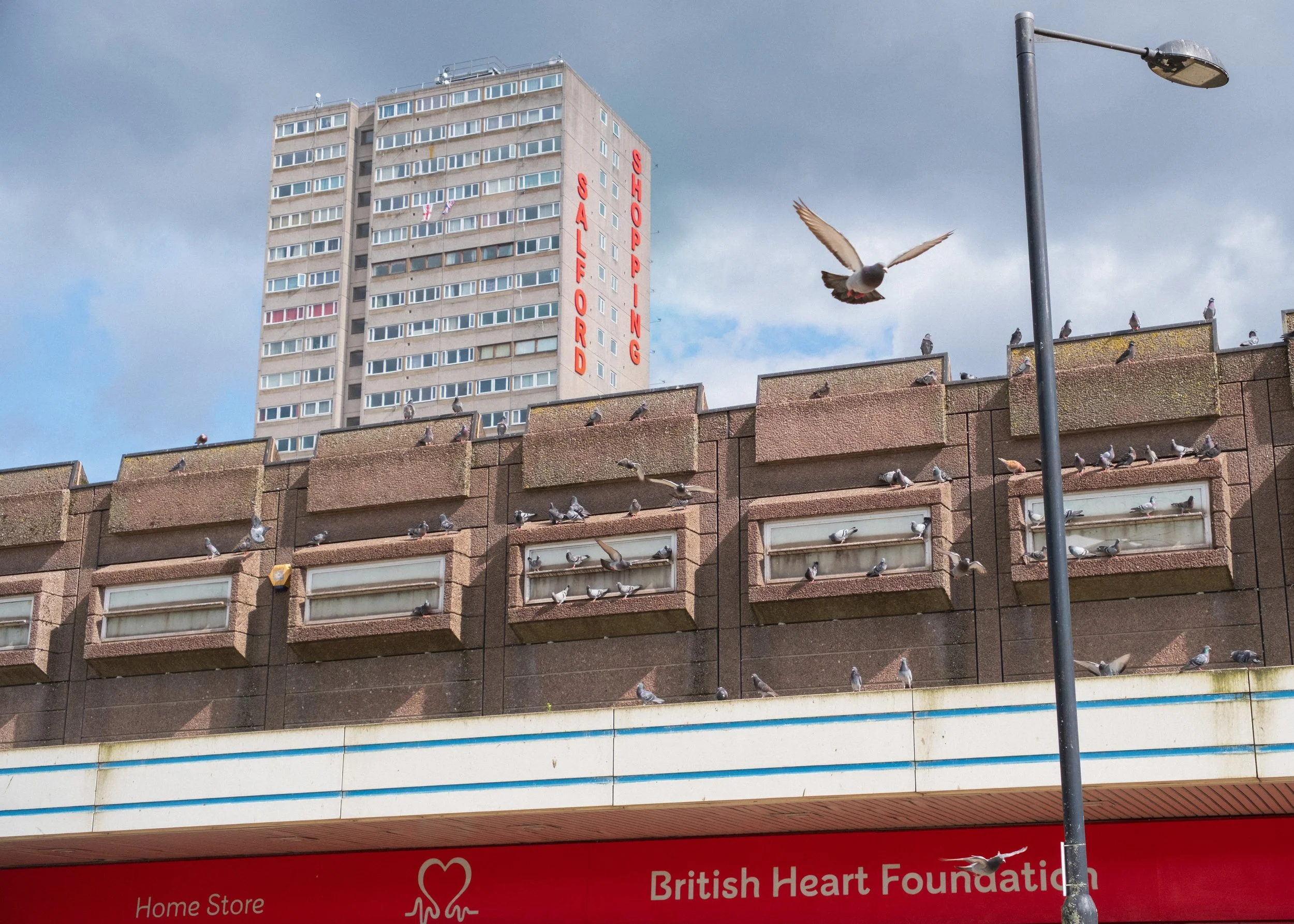 salford precinct pigeon.jpg