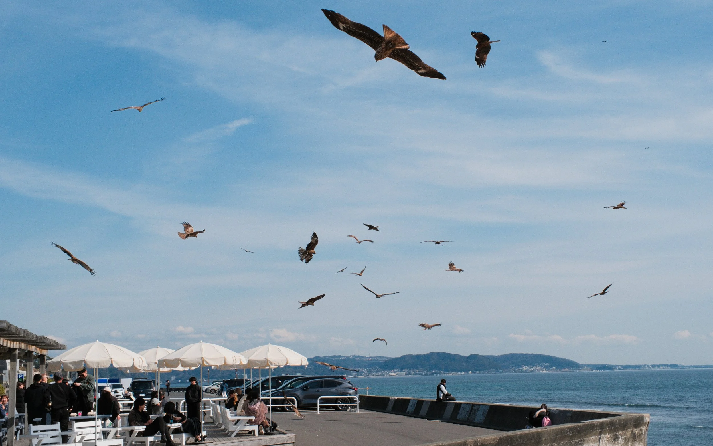 japan red kite.jpg