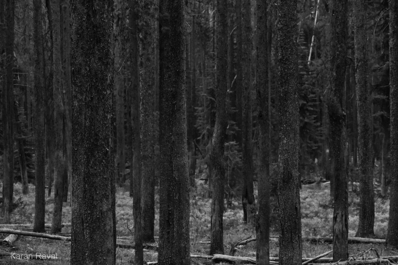 Woodscape, Yellowstone National Park