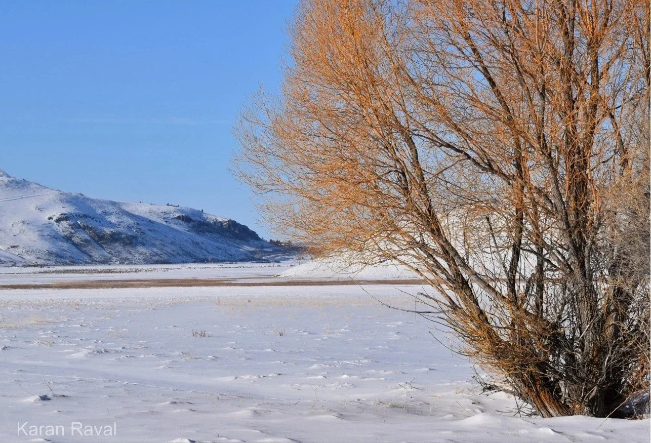 Snowscape, National Elk Refuge