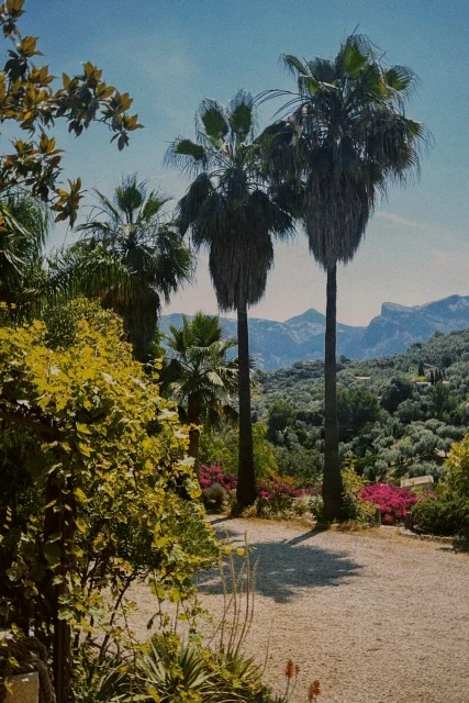 Tropical garden with tall palm trees, various green and flowering plants, and desert mountains in the background.