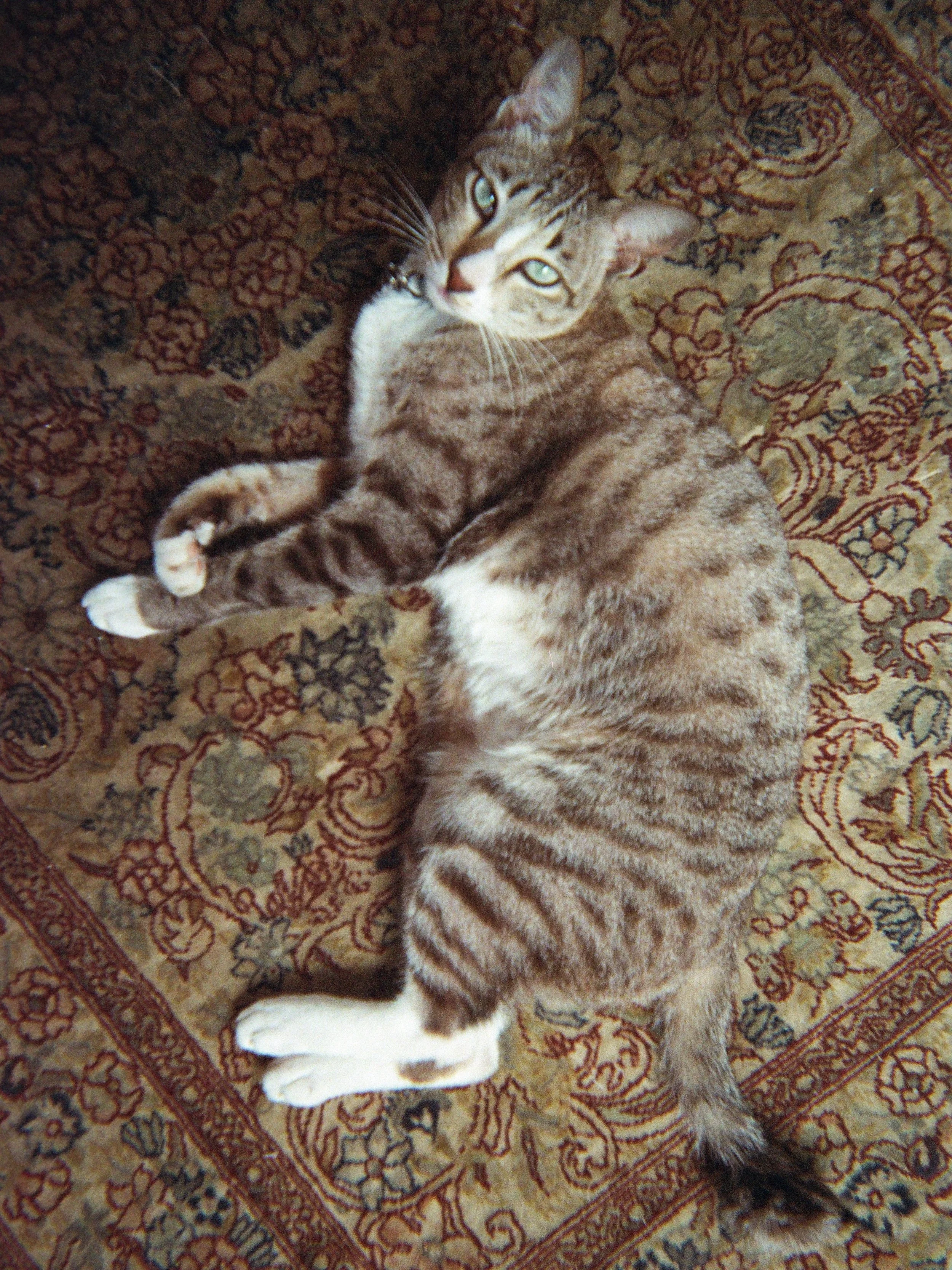 sugar - bi design house.jpg