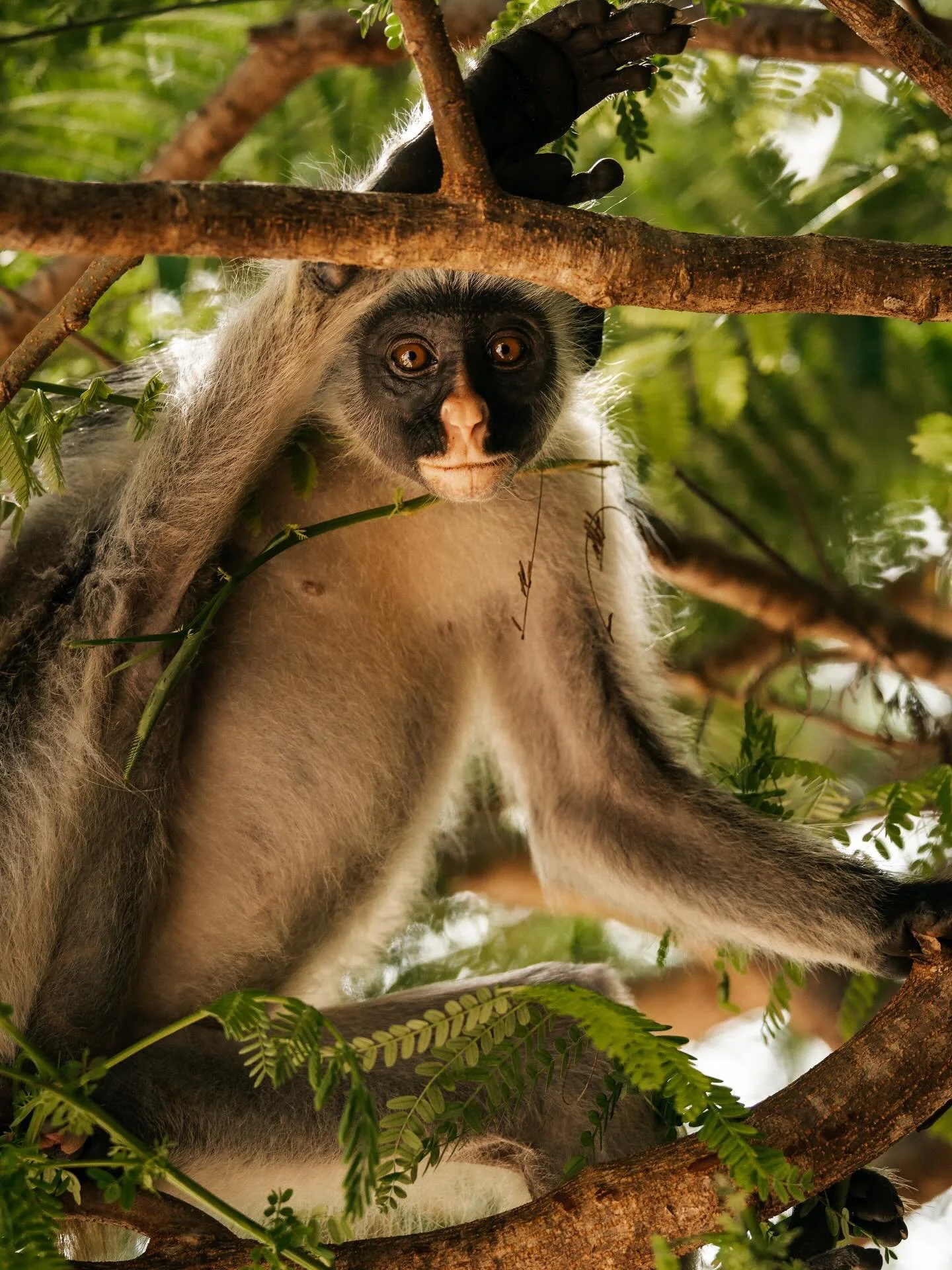 A close-up of a monkey with black and white fur hanging from a tree branch, looking down with large eyes surrounded by green leaves.