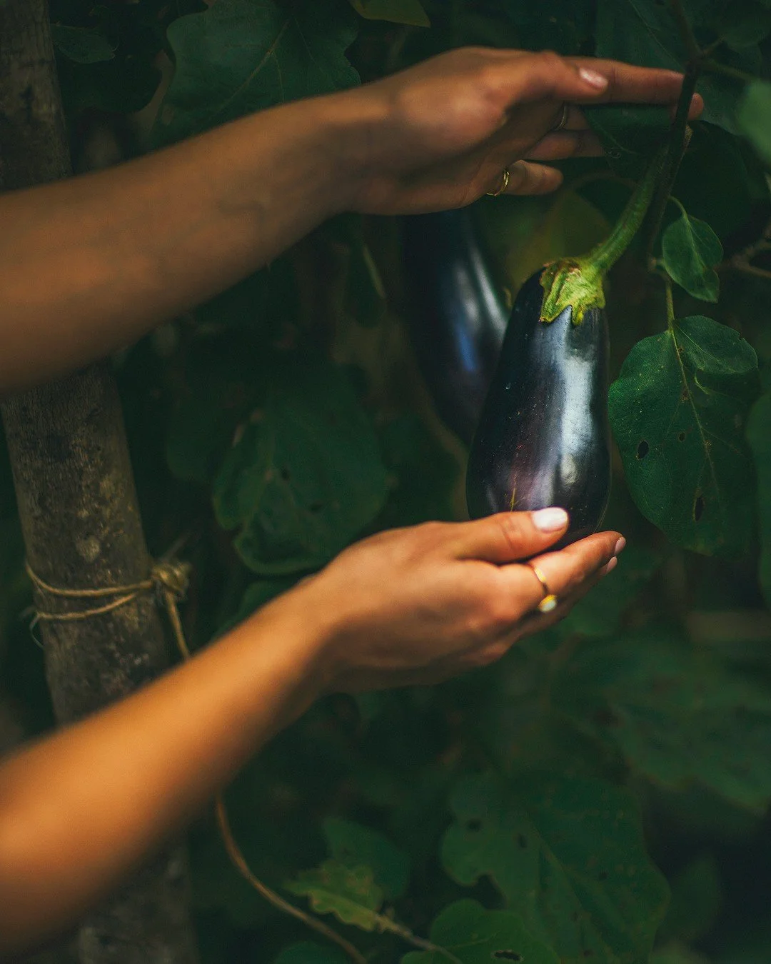Hands gently holding a ripe eggplant on a plant surrounded by green leaves.