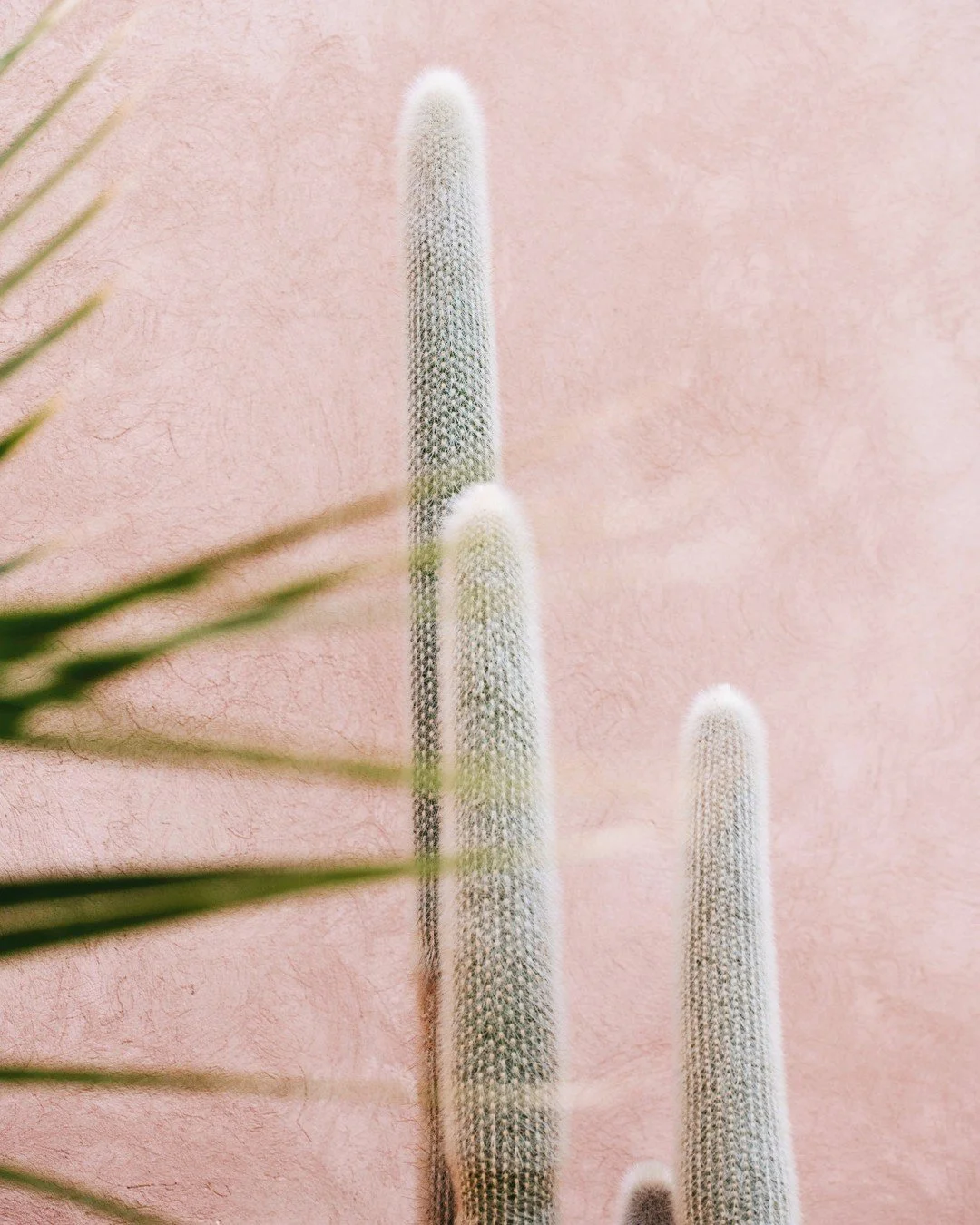Close-up of various tall, fuzzy cacti with a pink textured wall in the background.