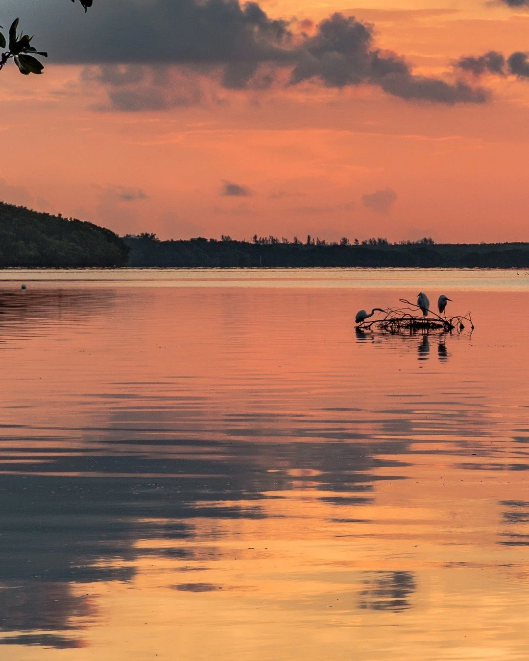 A serene lake at sunset with a pink and orange sky, calm water reflecting the colors, and three cranes standing on a small, submerged piece of wood.
