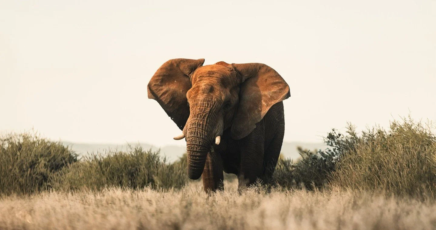 An elephant standing in a grassy field with shrubs and a clear sky in the background.