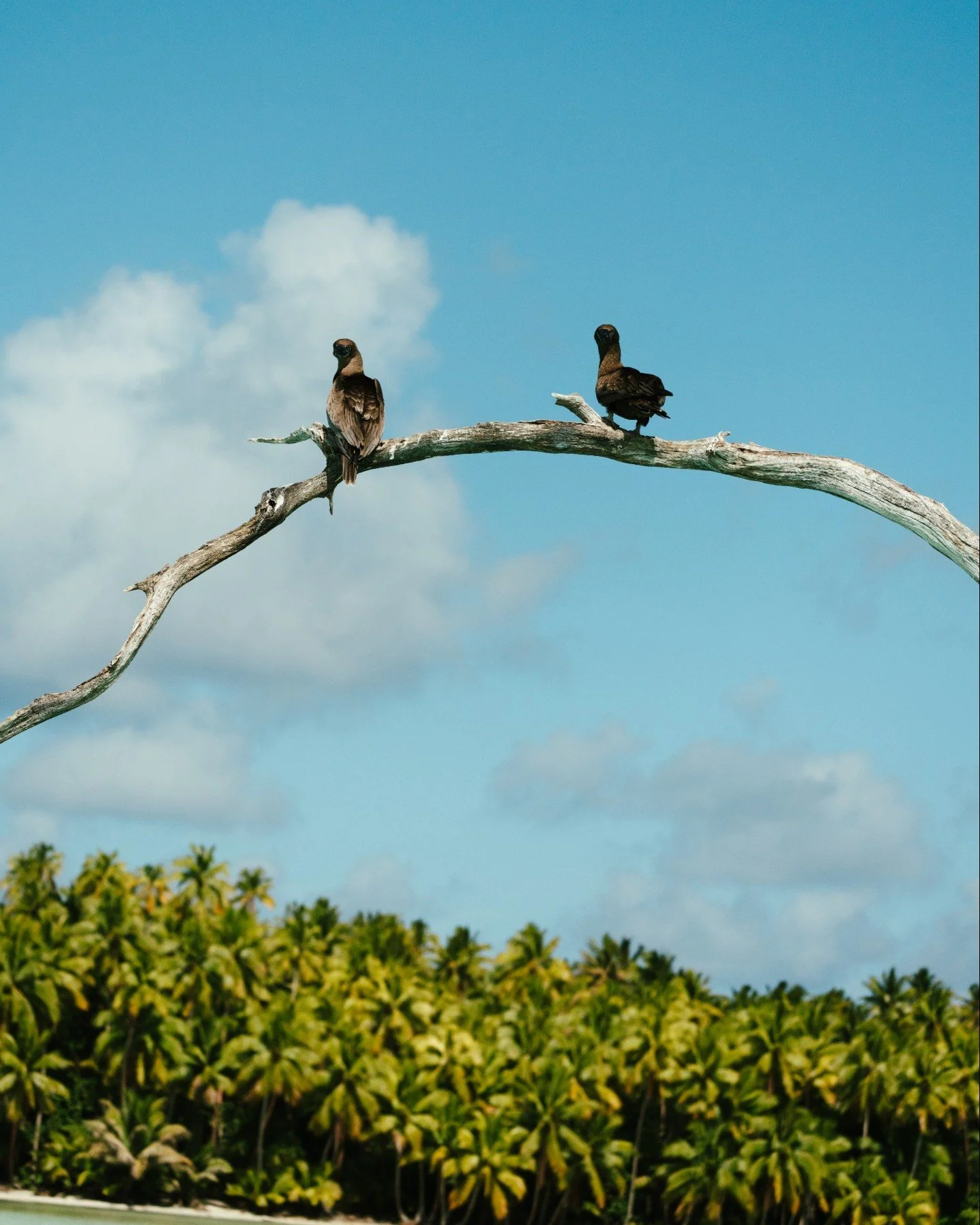Two brown birds perched on a dead tree branch against a blue sky with white clouds, with green trees below.