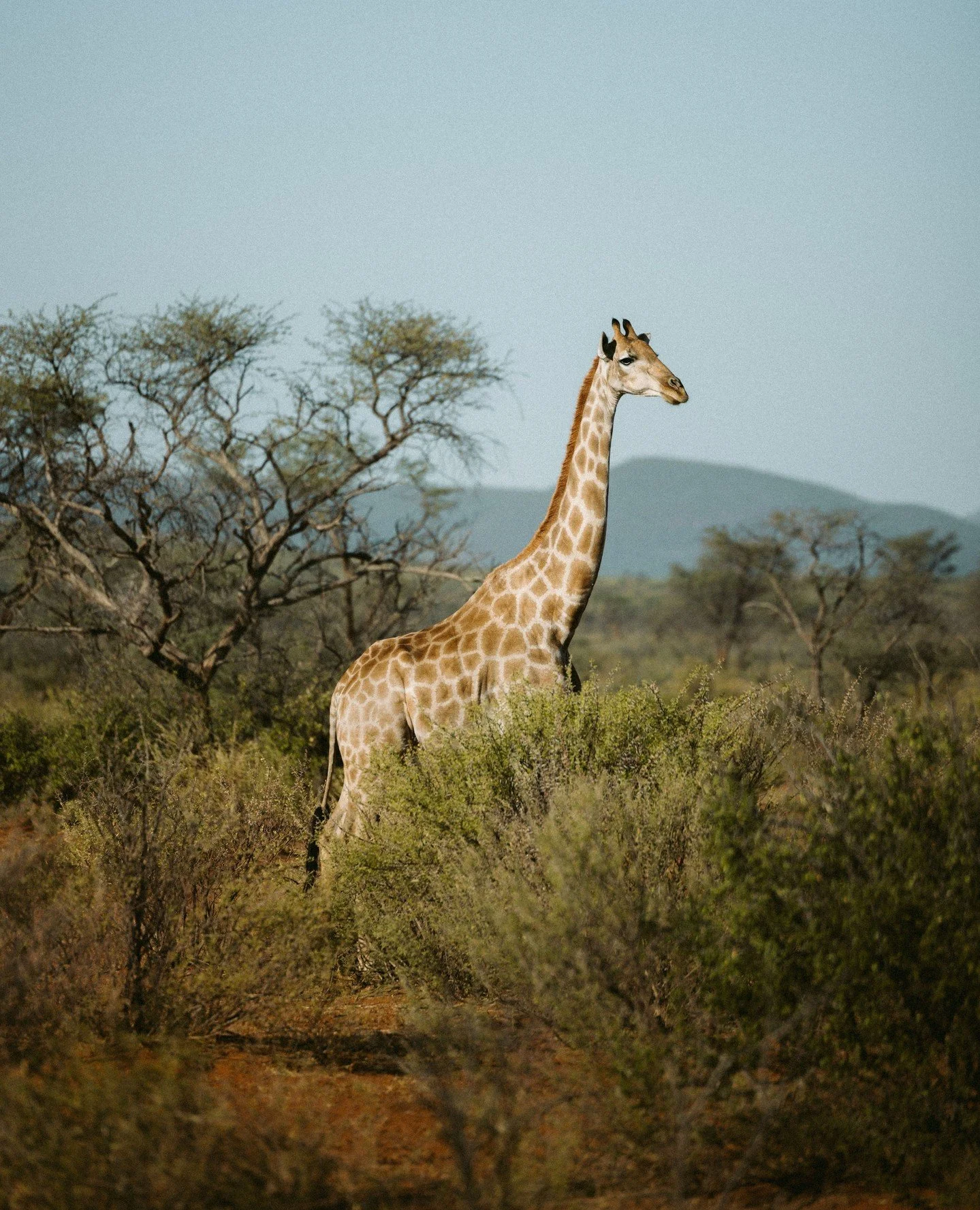 A tall giraffe stands in a dry, sparse landscape with scattered trees and bushes, under a clear blue sky.