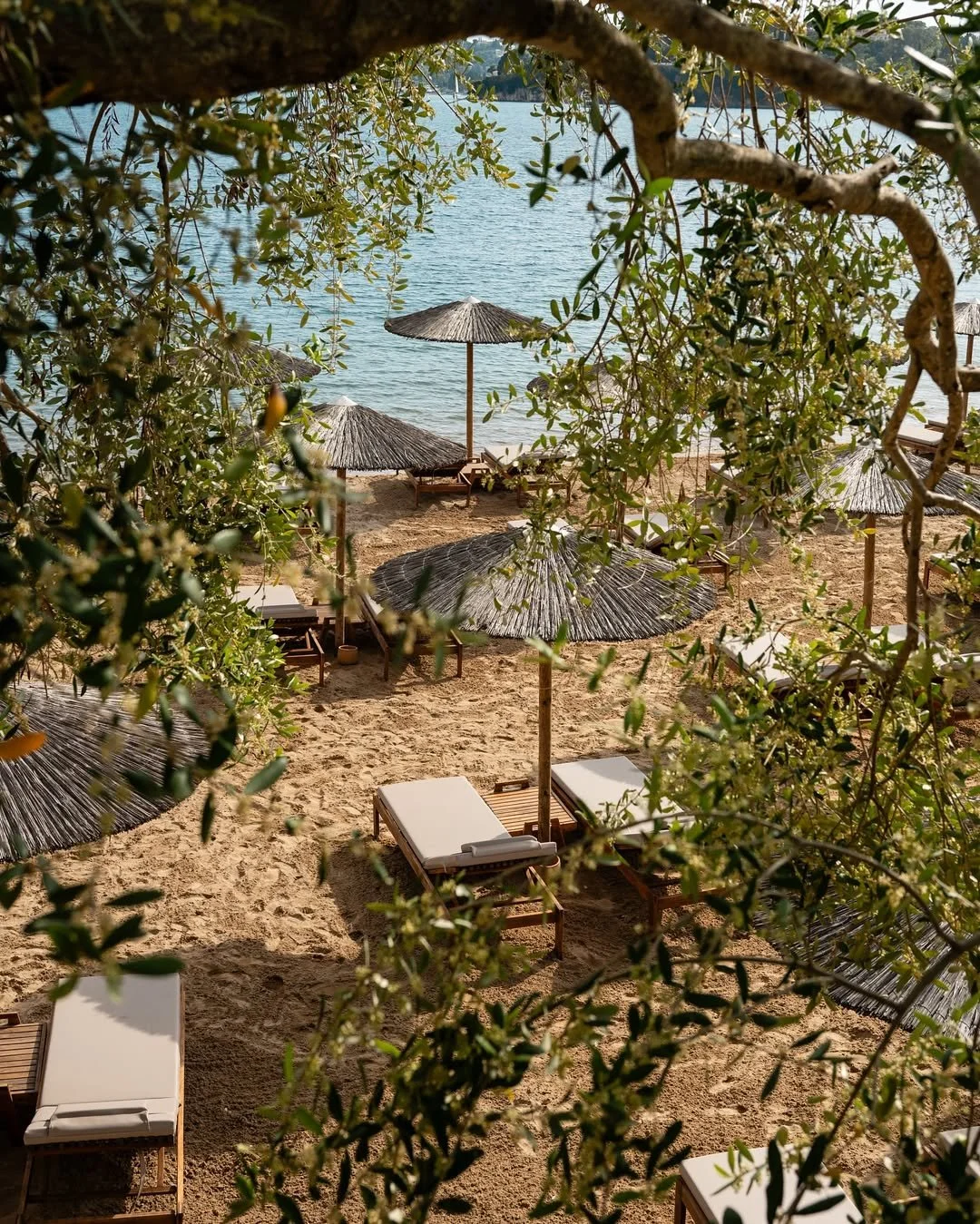 Beach scene with lounge chairs and straw umbrellas viewed through leafy branches.