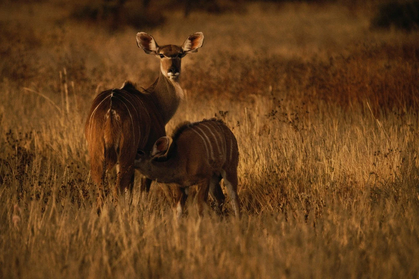 A mother kudu with large ears and white stripes on her back stands in tall grass. A young kudu nuzzles against her, grazing or nursing in a natural, grassy landscape at dusk or dawn.