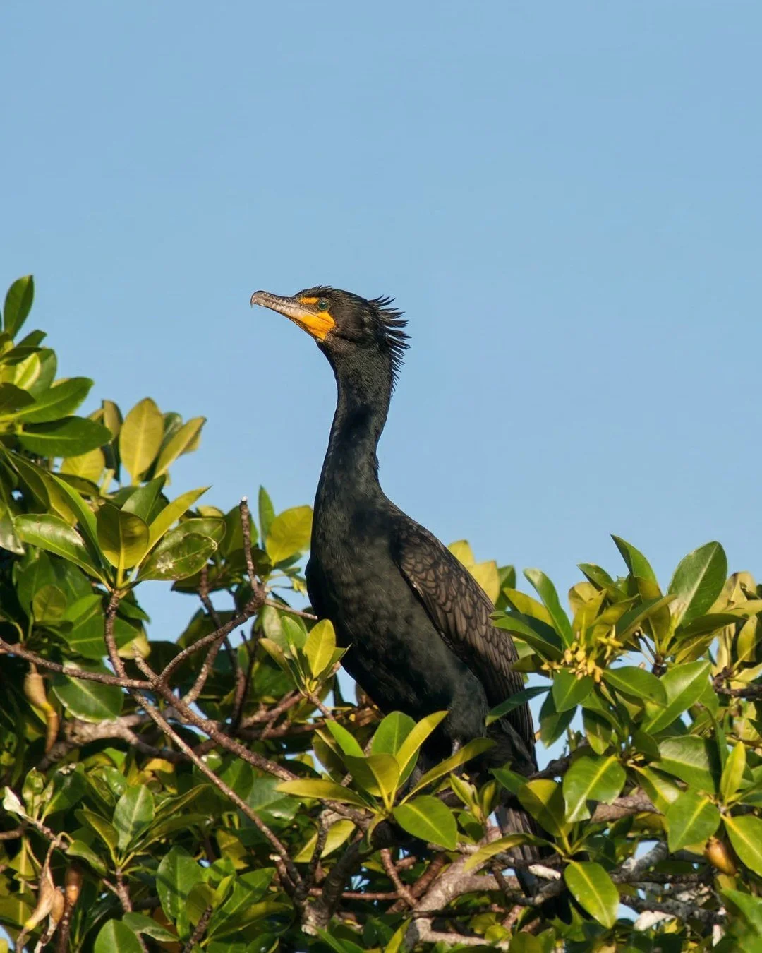 A black cormorant bird perched in a green leafy tree under a clear blue sky.