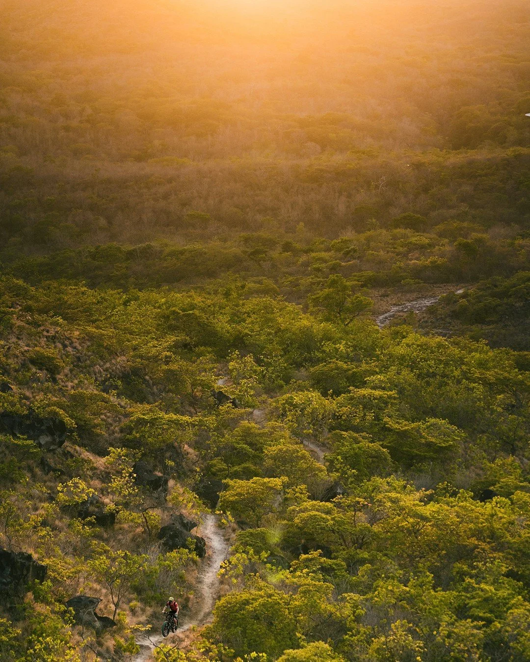 A mountain biker riding a dirt trail through a lush green forest at sunset, with the sun casting a warm glow over the landscape.