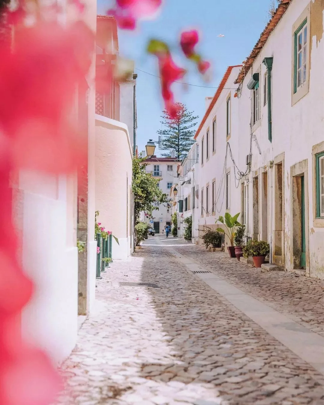A narrow cobblestone street with white buildings on either side, potted plants, and a few street lamps, under a clear blue sky with some blurred pink flowers in the foreground.
