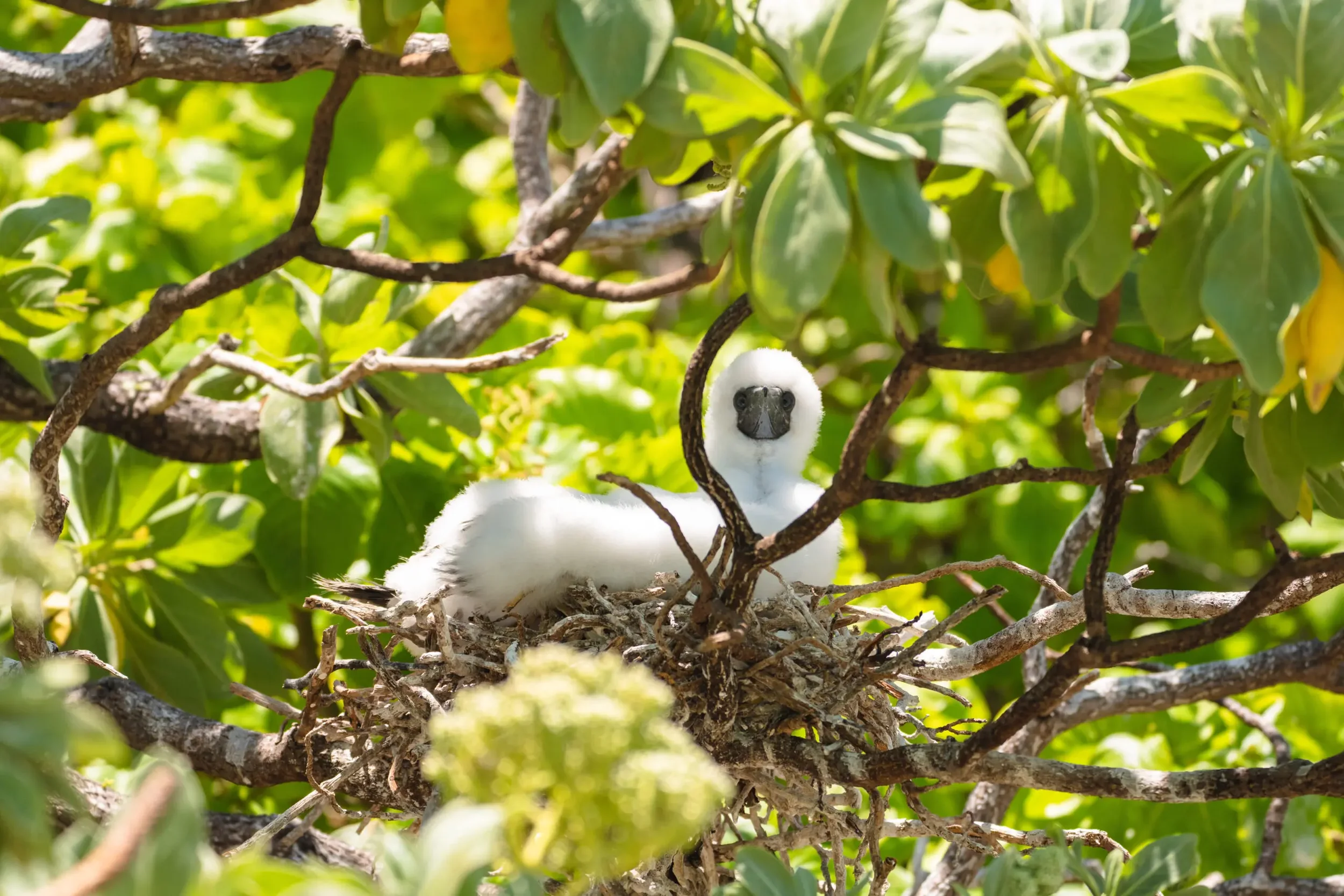 A young bird with fluffy white down feathers and a dark beak sitting in a nest made of twigs among green leaves and branches.