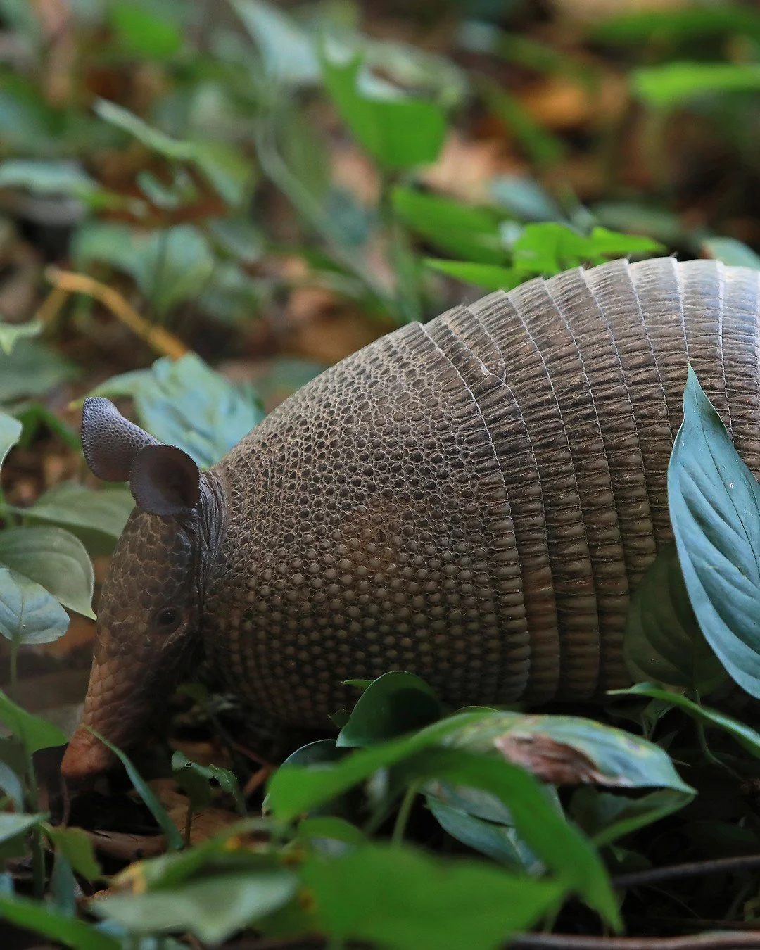 An armadillo walking through dense green foliage.