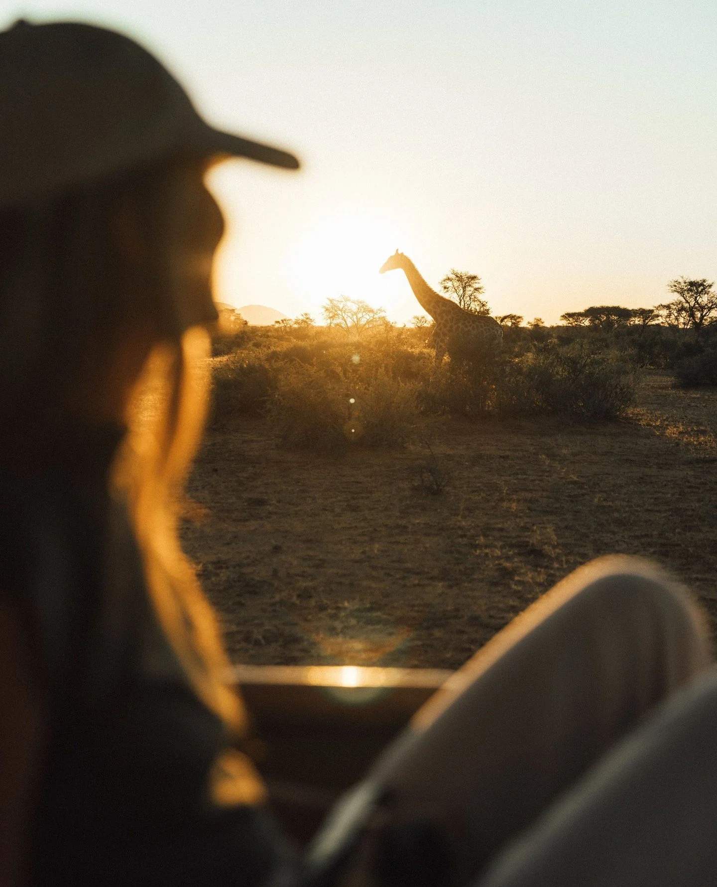 A person sitting in a vehicle watching a giraffe in the distance at sunset in an African savanna.