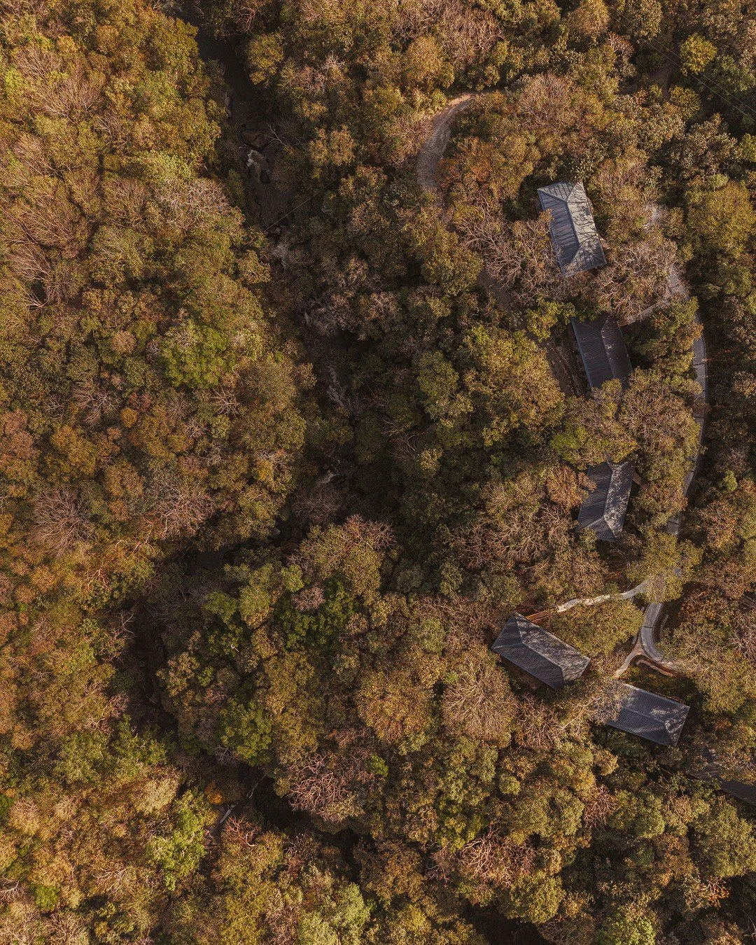 Aerial view of a dense forest with tall trees and several buildings with dark roofs scattered throughout.