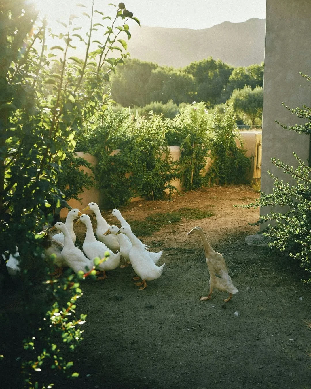Group of white ducks gathered together on a dirt path, with a tan duck nearby, surrounded by green bushes and trees, with mountains in the background under a bright, sunny sky.