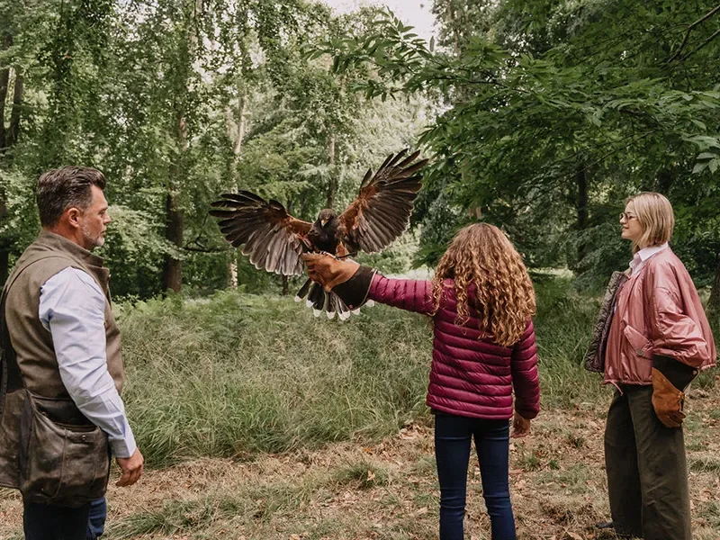 Three people in a forest setting interacting with a hawk soaring off a person's glove.