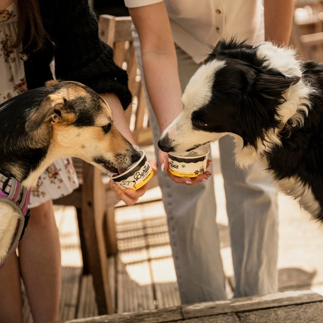 Two dogs licking ice cream cups held by people outdoors.