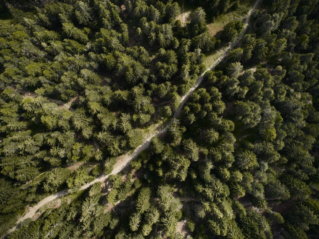 Aerial view of a dense pine forest with a winding dirt trail running through it.