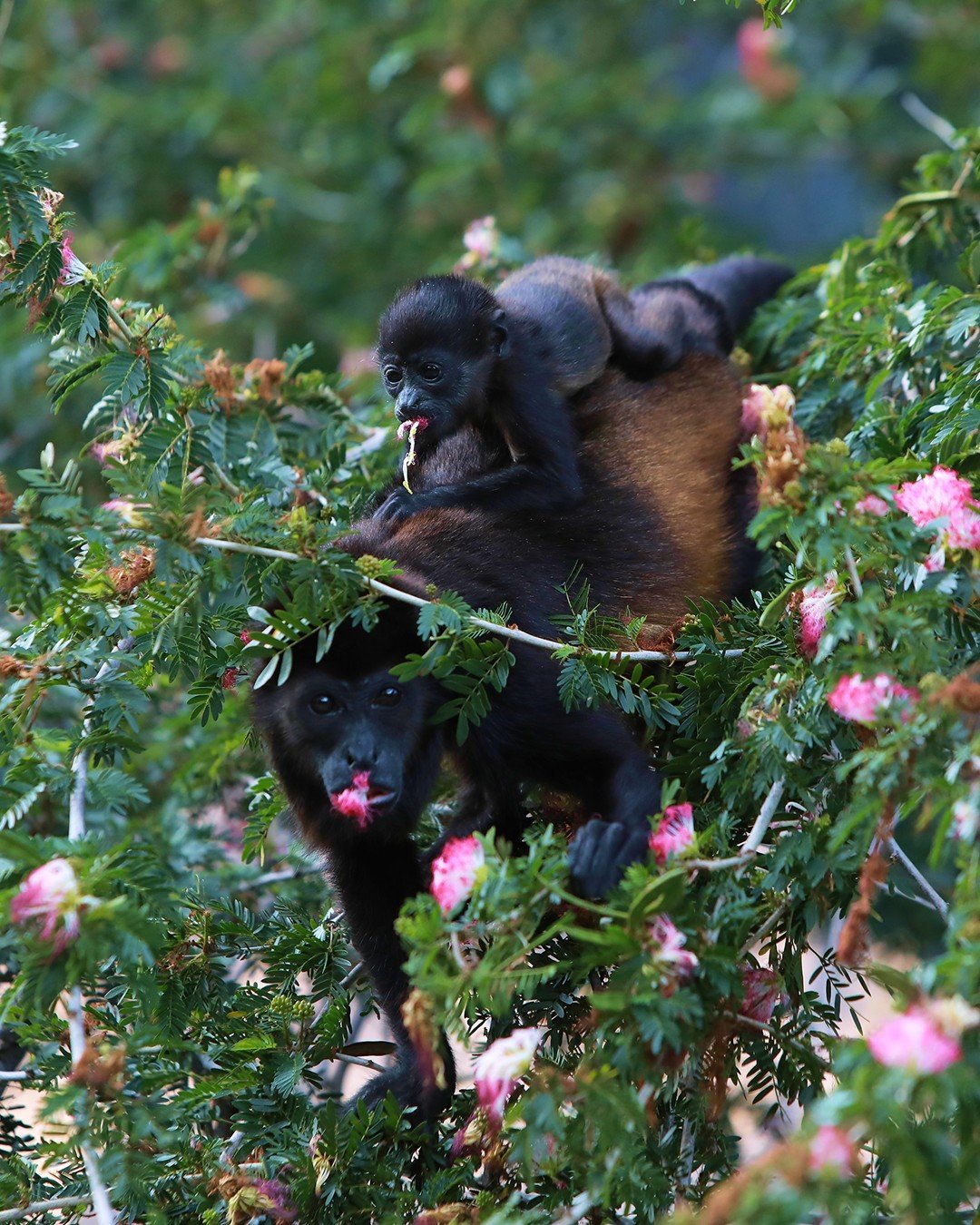 A baby primate, possibly a newborn monkey, perched on top of an adult monkey, both surrounded by lush green foliage with pink flowers. The baby is holding and eating a small branch.