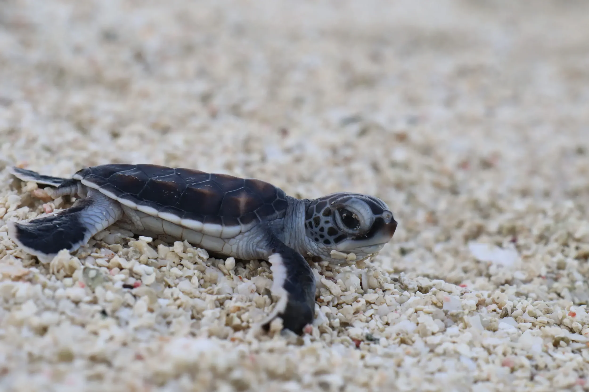 A baby sea turtle crawling on sandy beach surface.