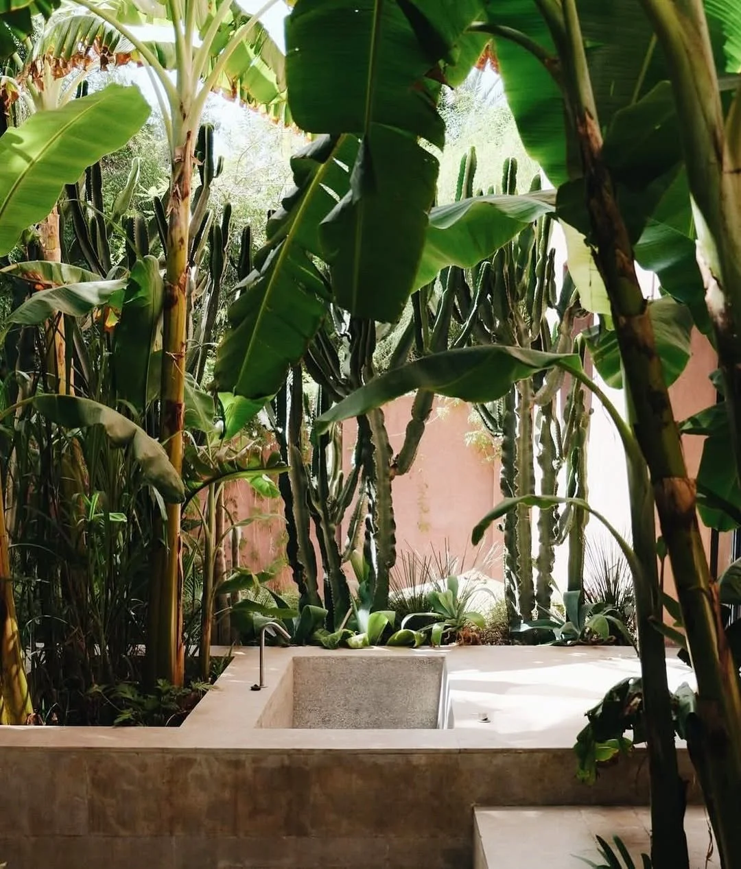 Indoor garden with large green banana leaves and tall cactus plants surrounding a concrete fountain or basin.