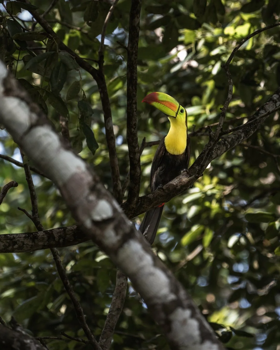 A toucan with a large colorful beak perched on a tree branch surrounded by green leaves.