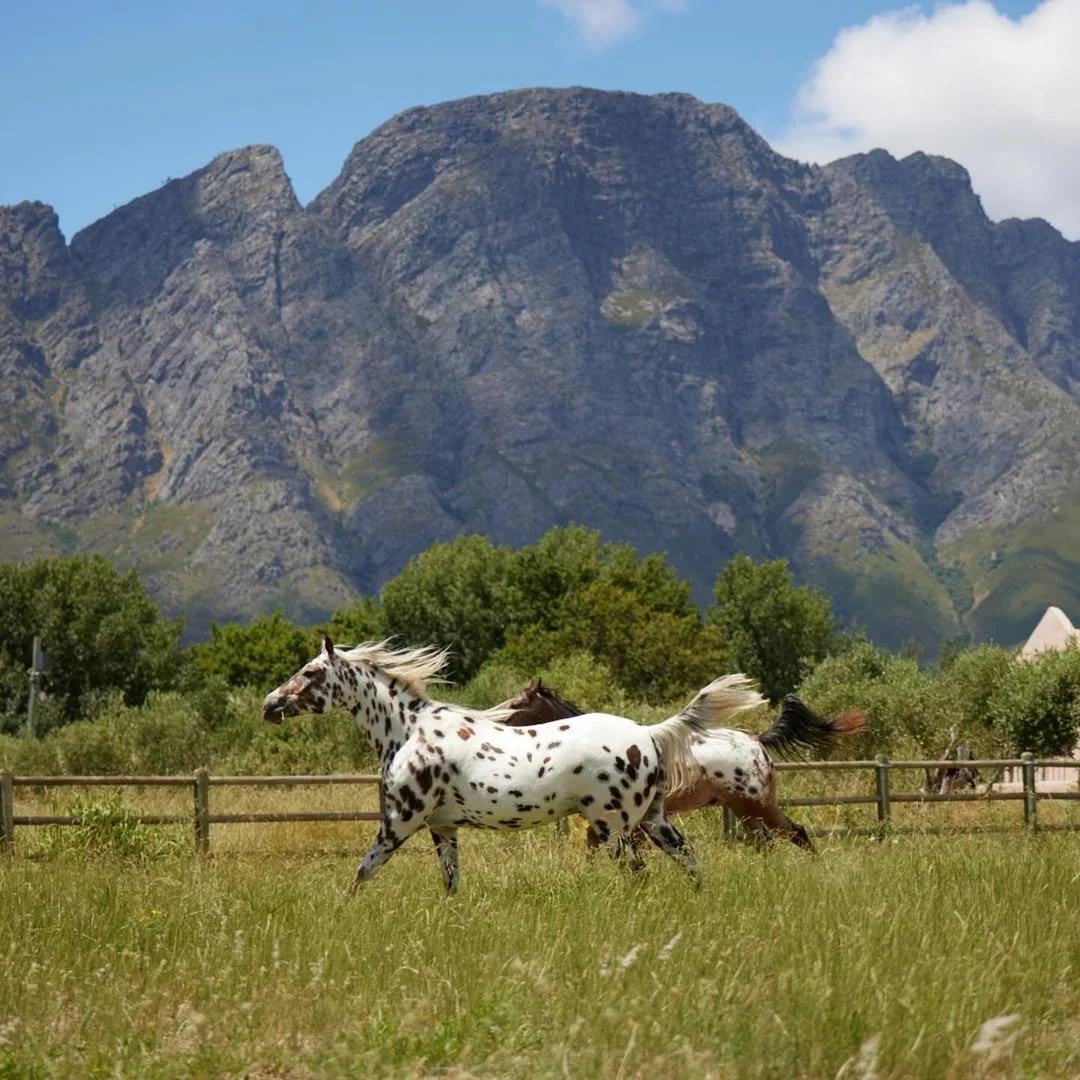 Two spotted horses running in a grassy field with a mountain in the background.