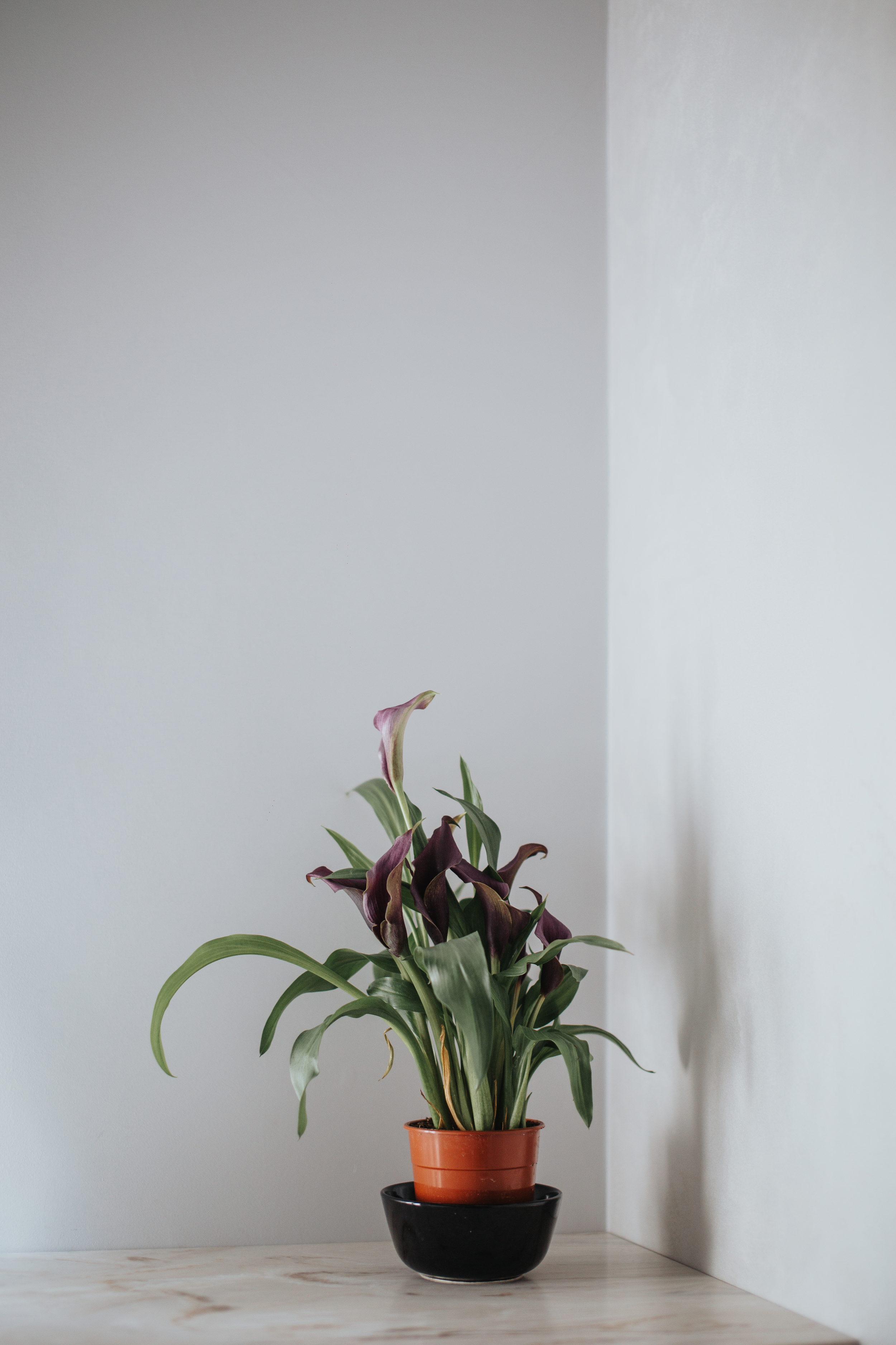 IMG_8199_result.webp