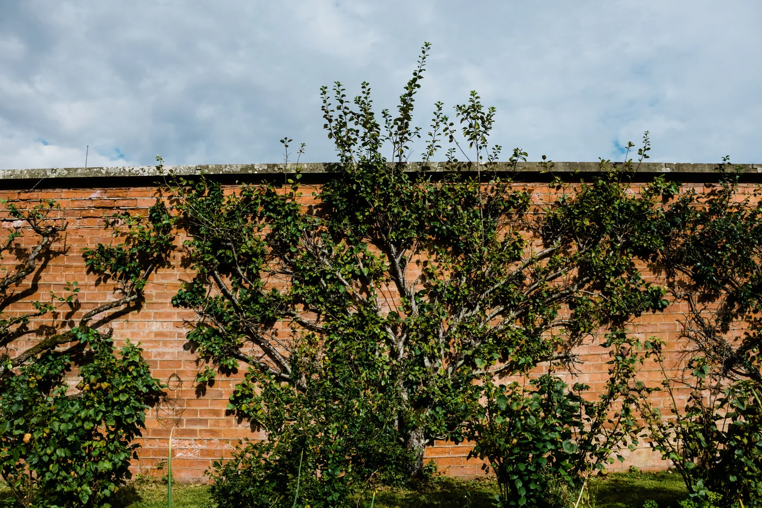  Green trees on the walled garden of the Perthshire estate. 