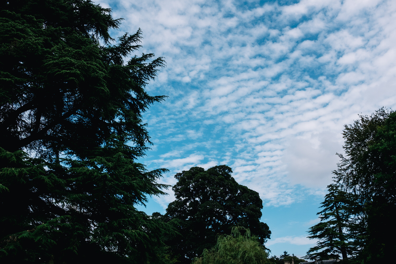  Blue skies and green trees. 