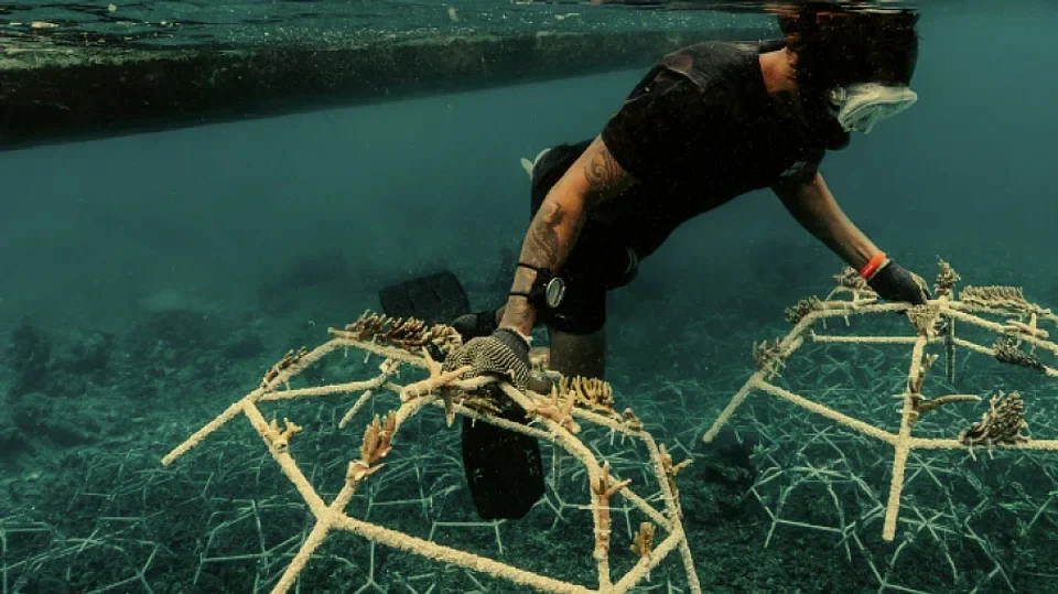 MarsCoral_GreatBarrierReef.webp