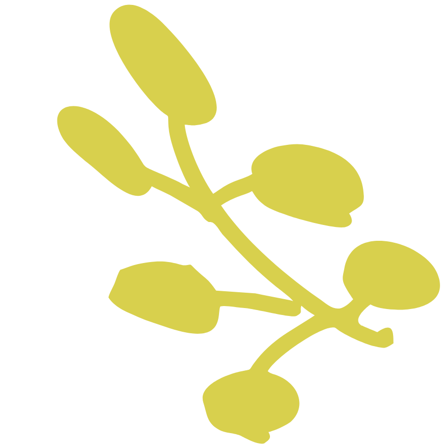 Silhouette of a light green branch with multiple oval-shaped leaves or buds to represent Strong Roots OT where we provide maternal health & pediatric occupational therapy services for women & kids in south New Jersey & Philadelphia.