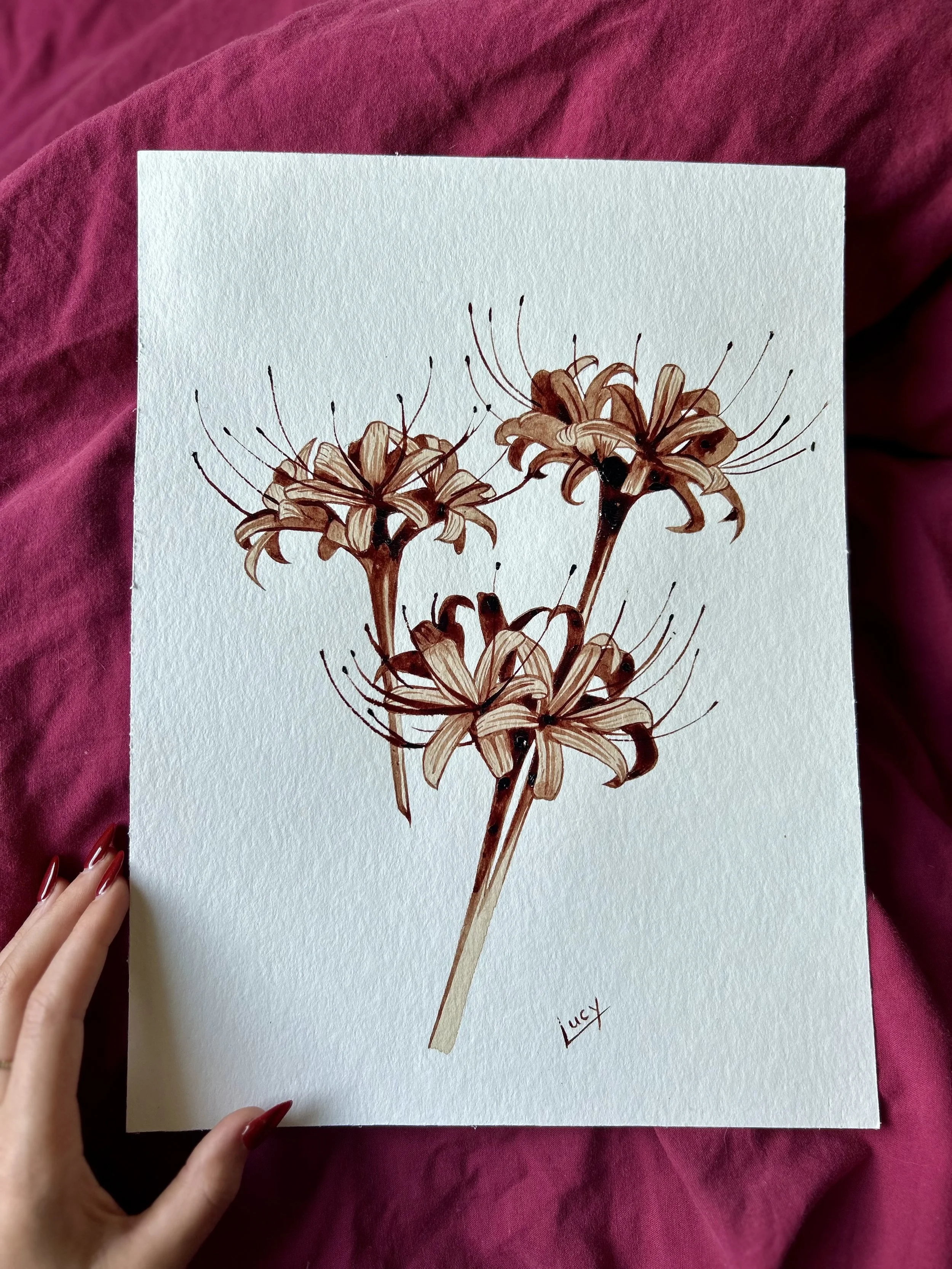 Red spider lilies 
