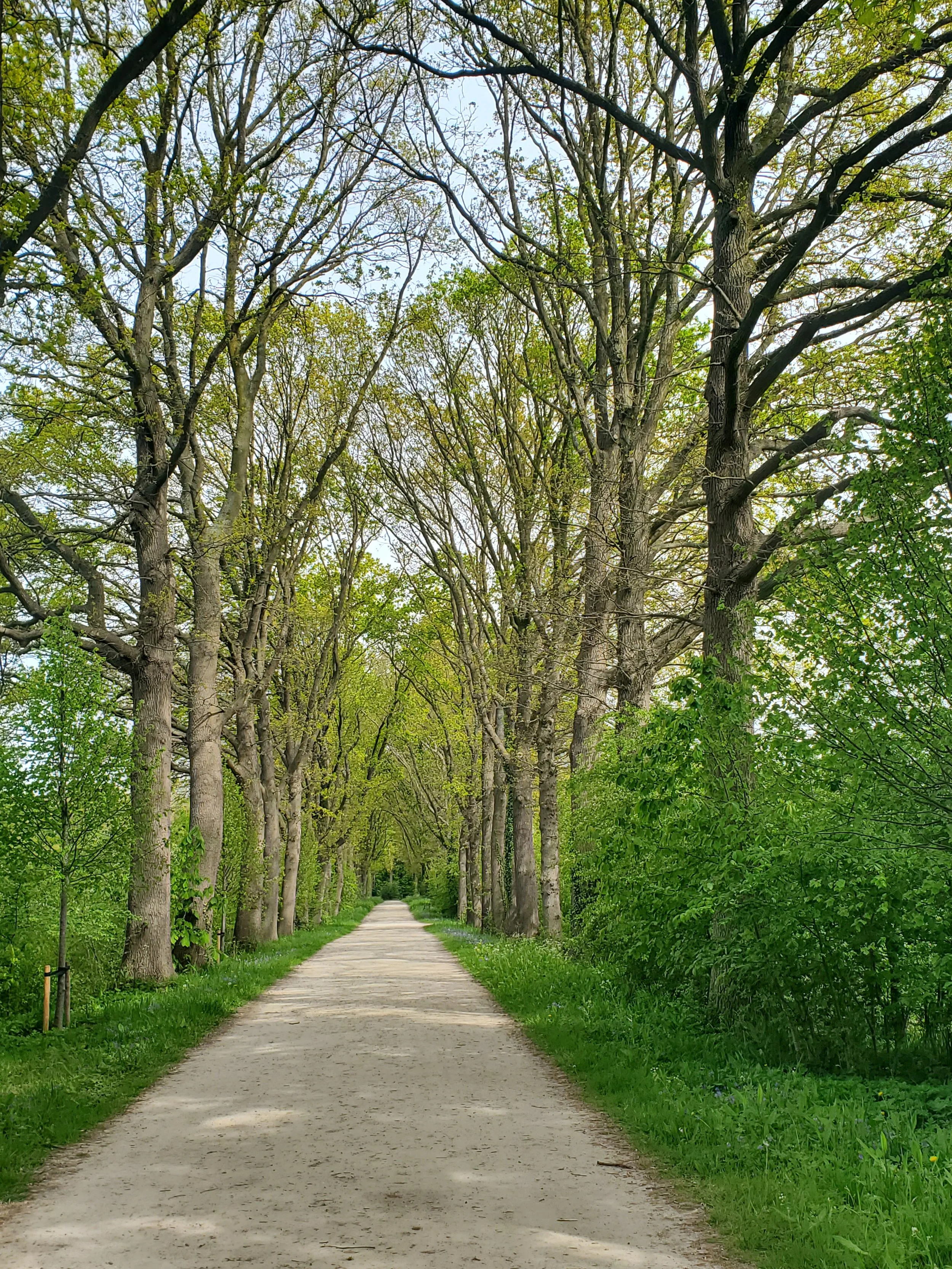 A straight pathway bordered by tall trees on both sides in a lush green park, with the sky visible through the branches.