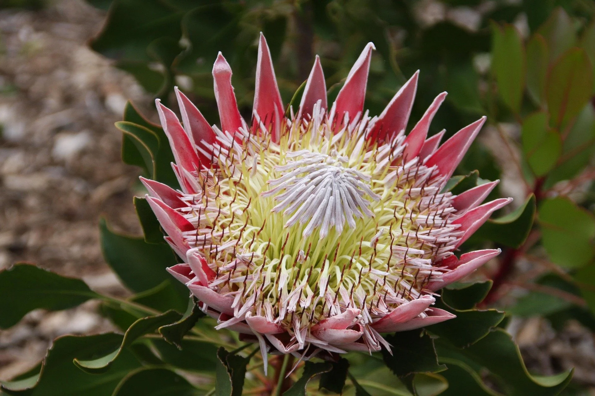 Protea flower
