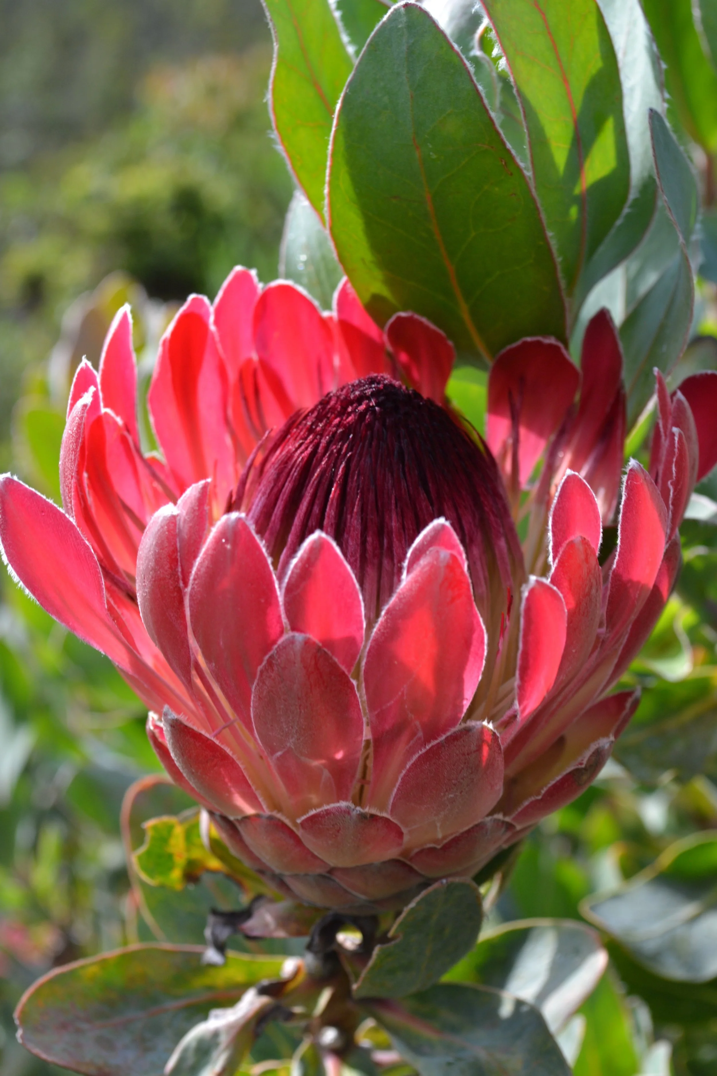 Redprotea.jpg