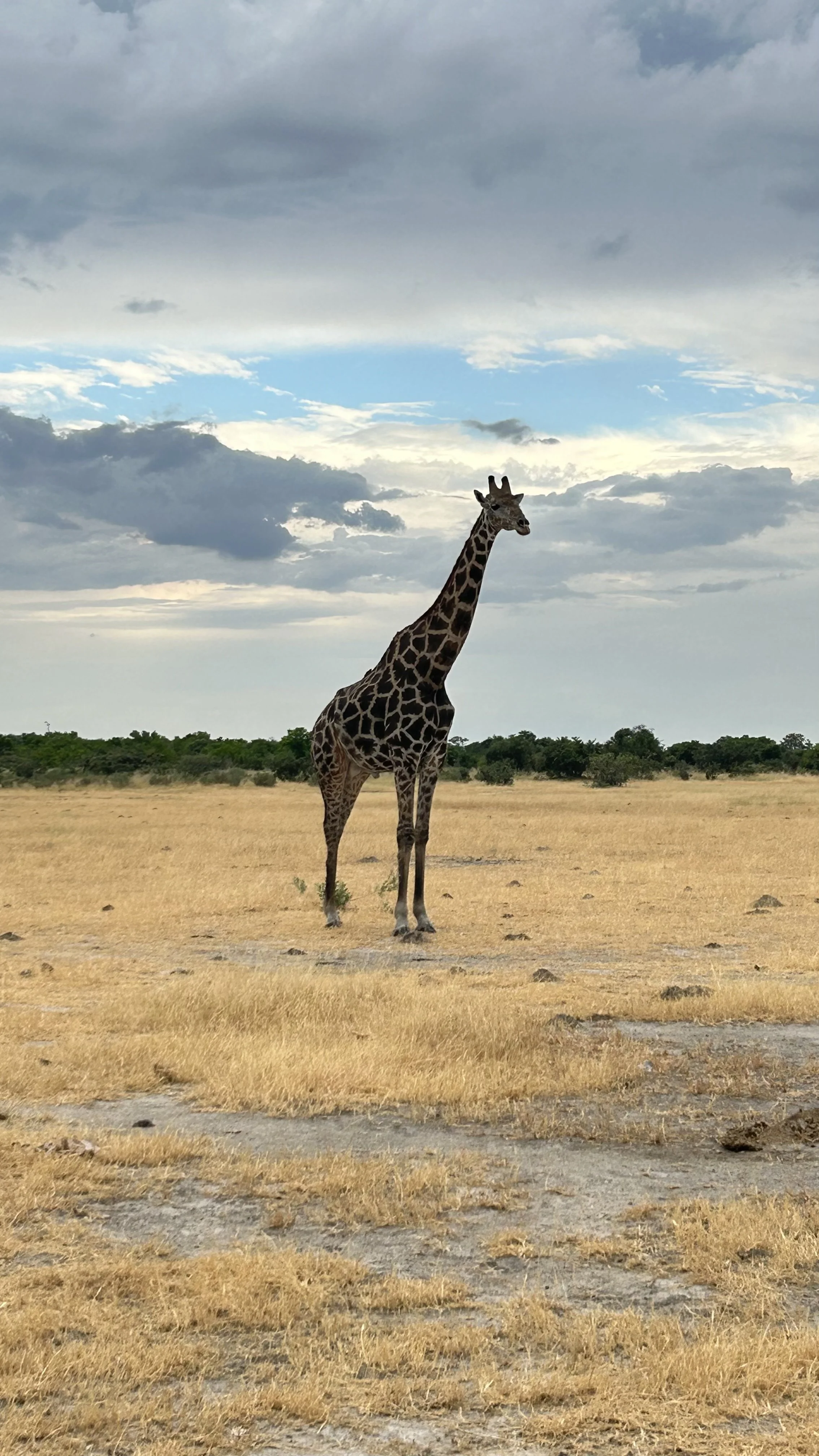 GirafaSavuti.jpeg