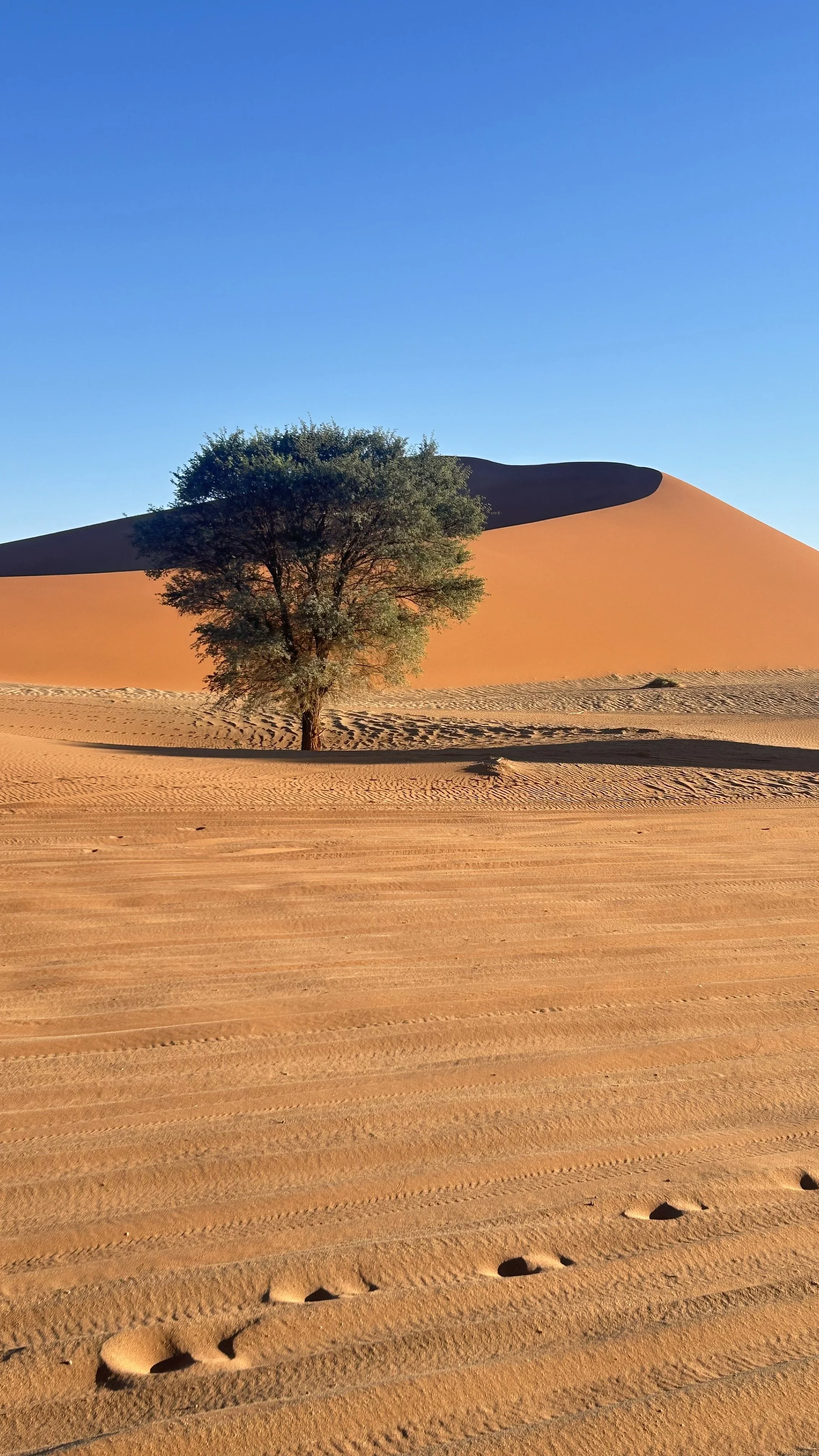 Sand dune and tree in Namibian desert