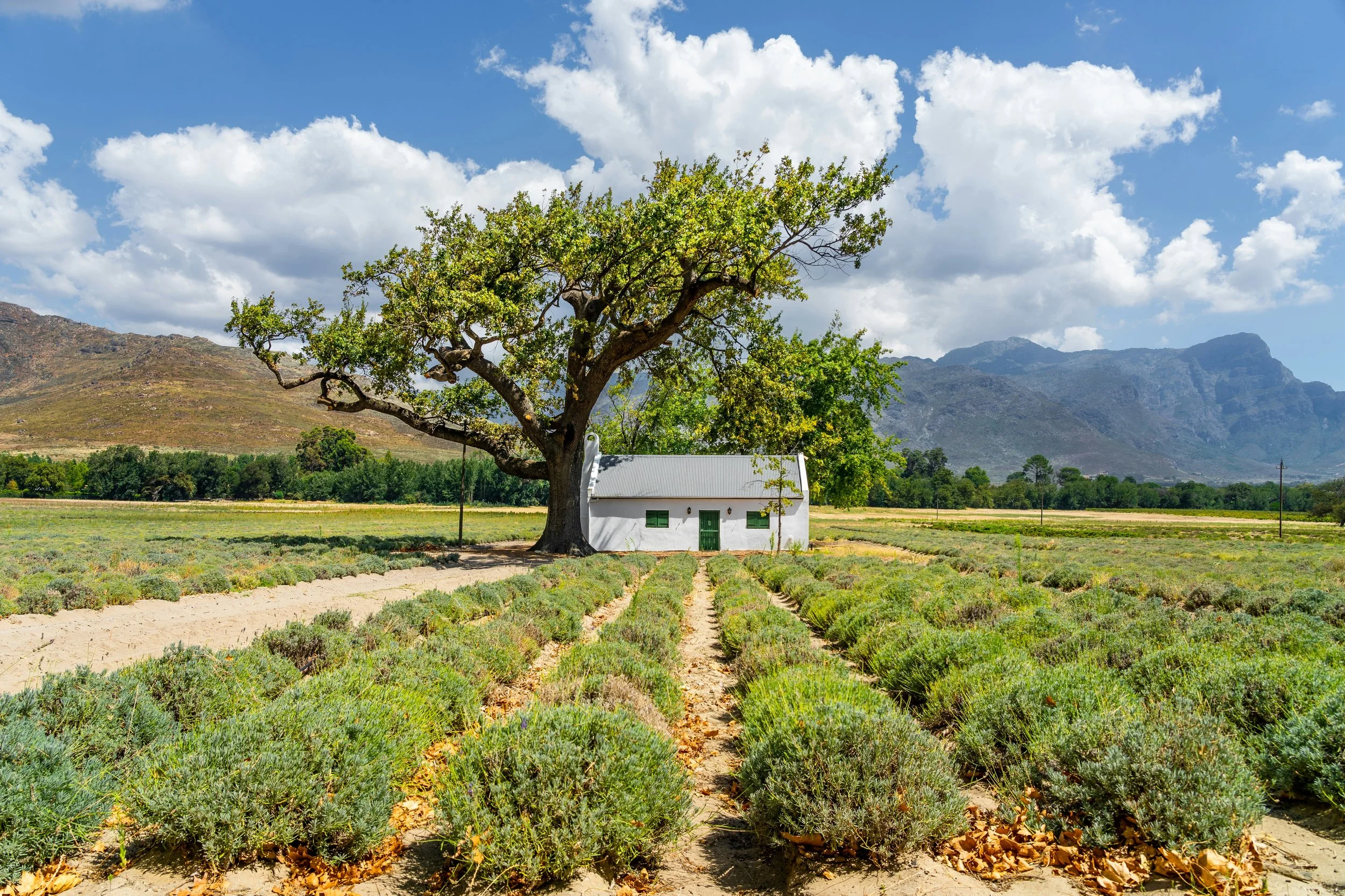 Cape Winelands in Franschhoek, South Africa