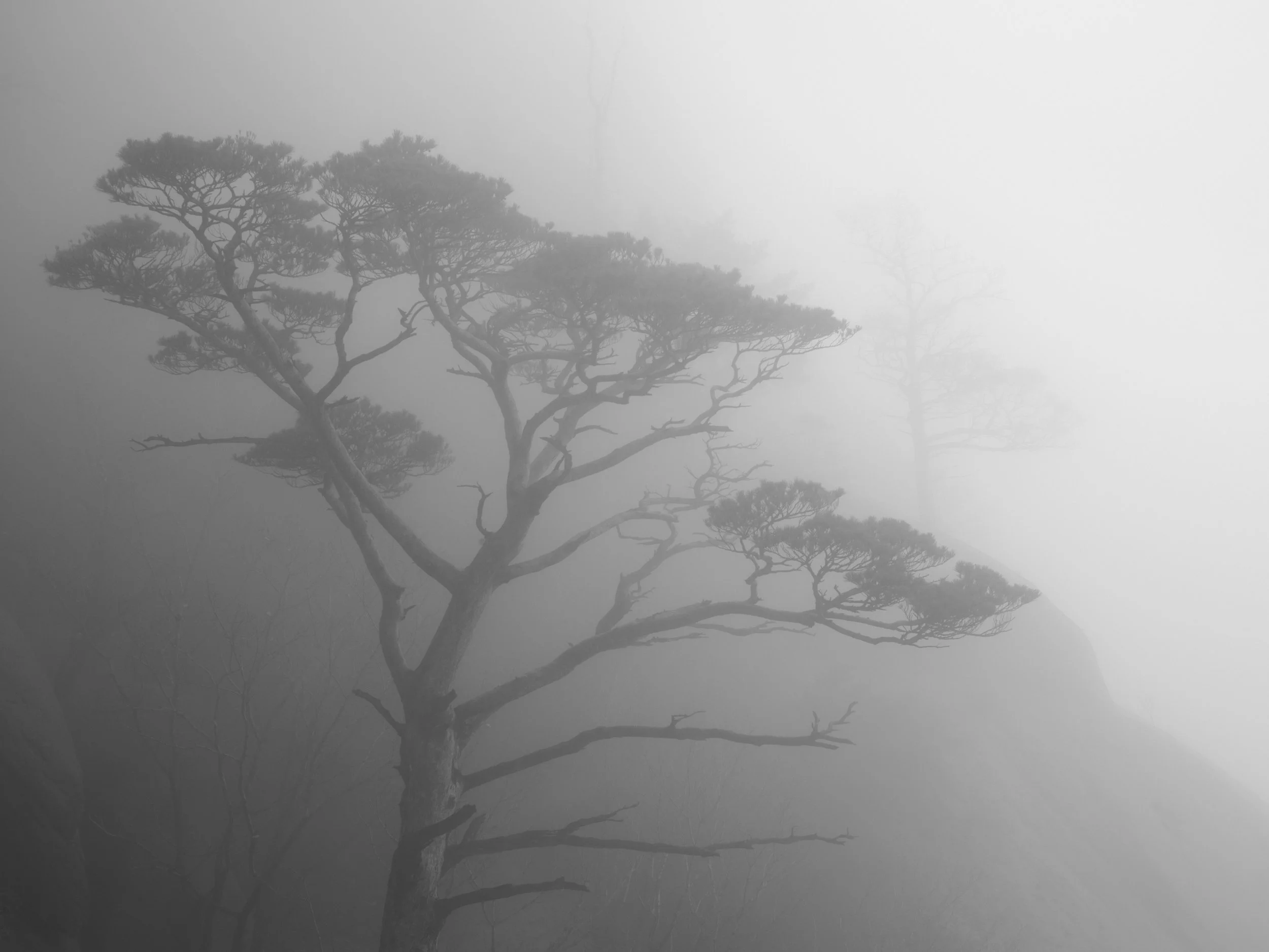 Black and white photograph of a pine tree at Seoraksan, Gangwon, Korea. Made by Indigenous Design and Photography Ltd.