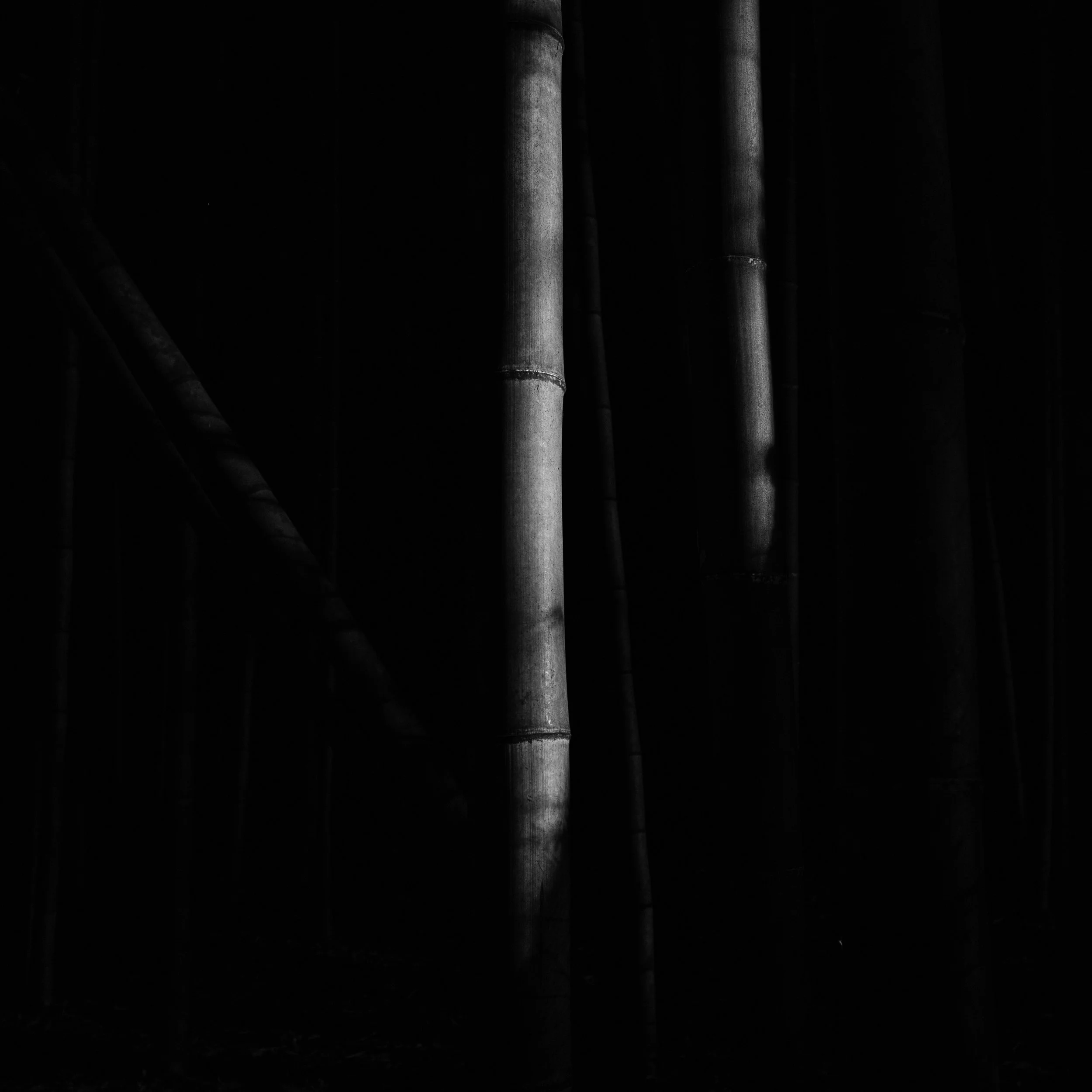 Black and white photograph of the bamboo grove at Arashiyama, Kyoto, Japan. Made by Indigenous Design and Photography Ltd.